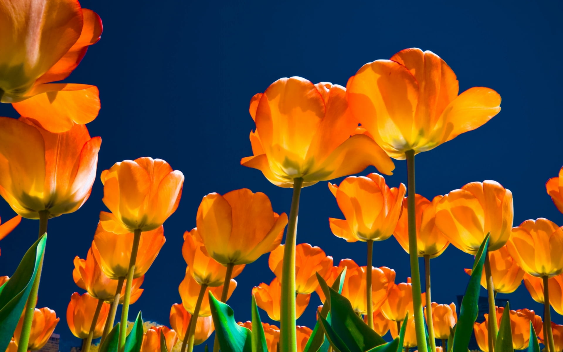 leaf, springtime, formal Garden, close-up, color Image, flowerbed, multi Colored, botany, outdoors, orange color, blue background, tulips, red, tulip, backgrounds, HD Wallpaper