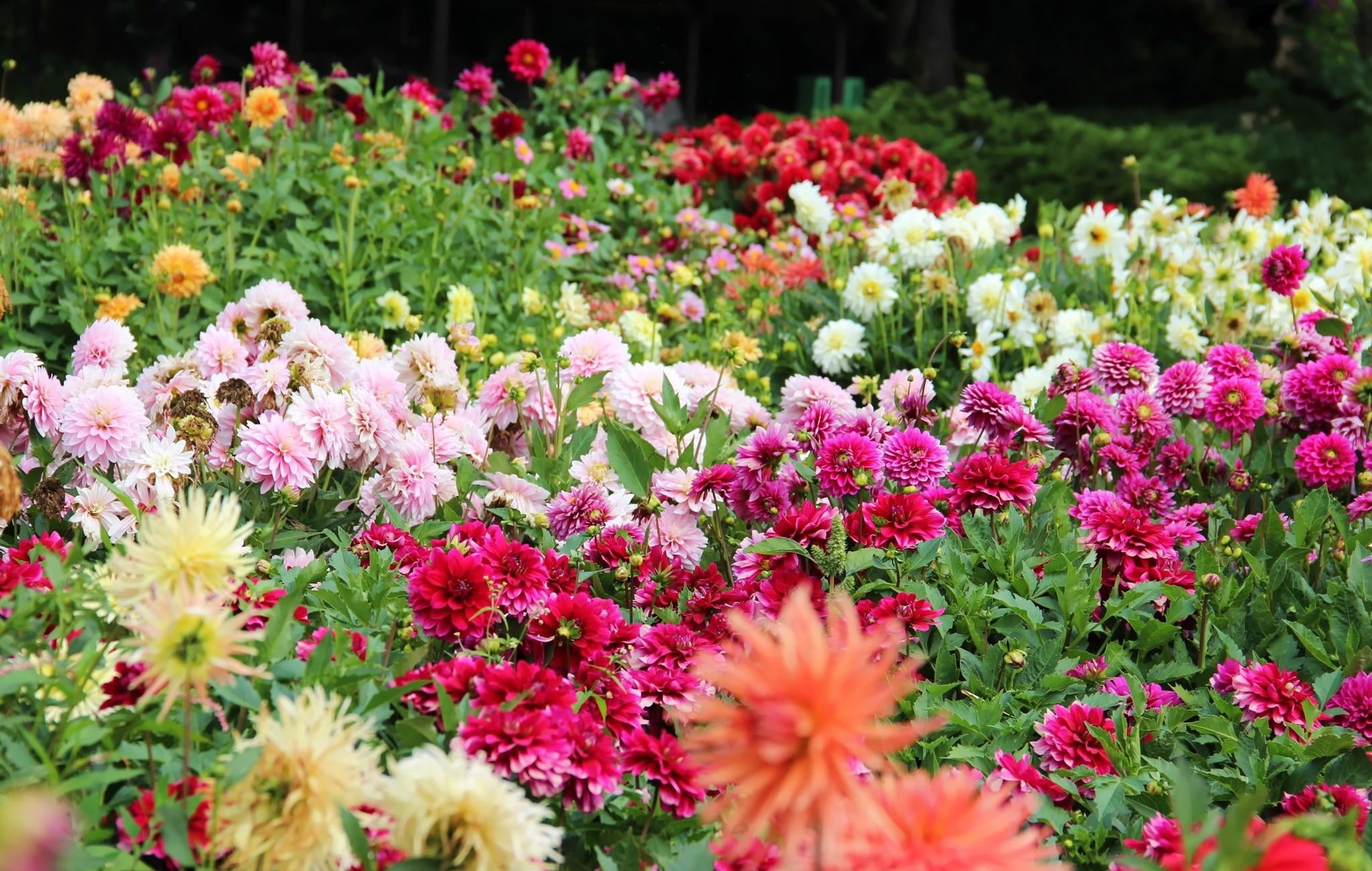 fragility, red, yellow, ornamental garden, green Color, purple, flower Head, beauty In Nature, garden, multi Colored, vibrant Color, freshness, bush, color, HD Wallpaper