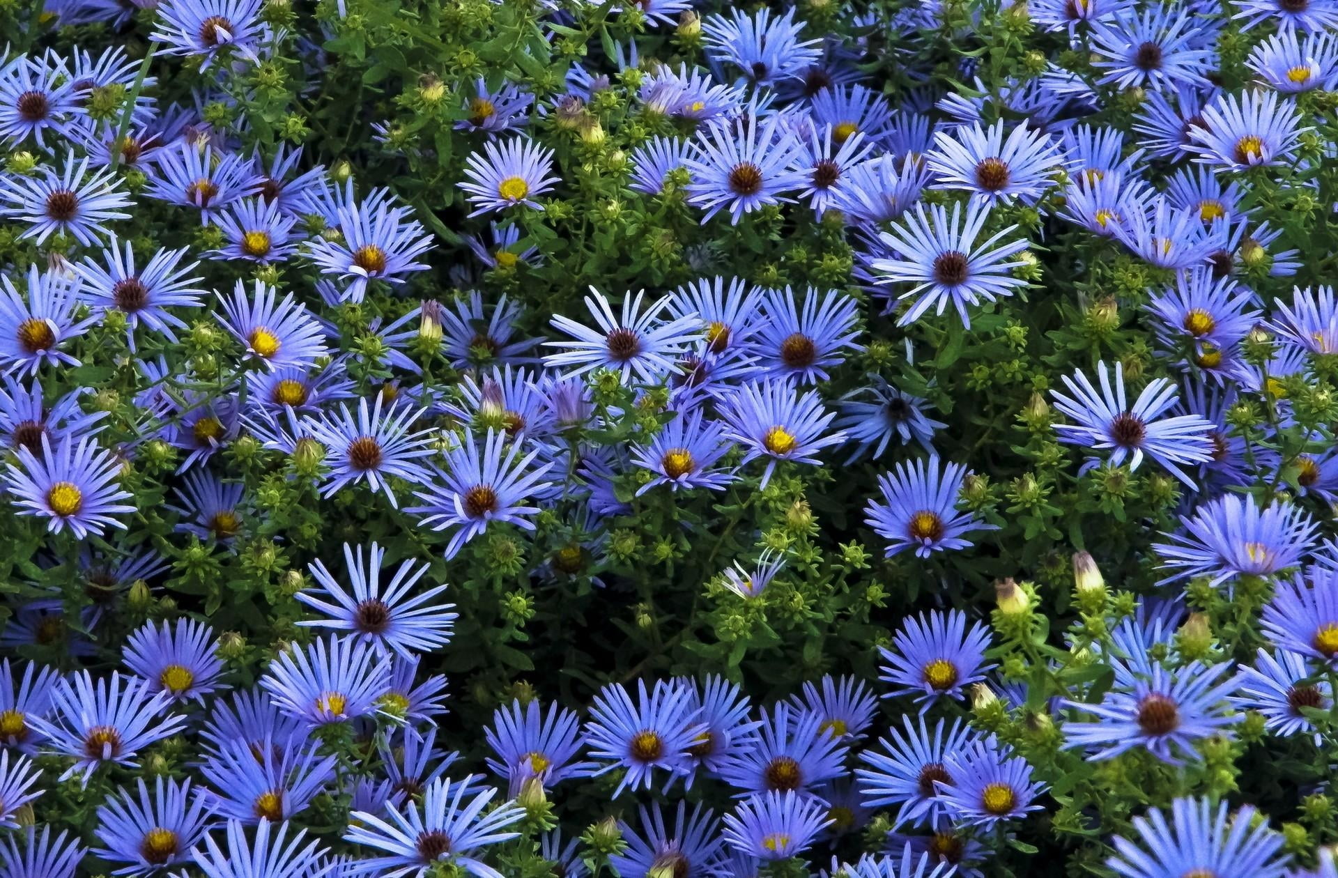 chrysanthemum, yellow, blossom, petal, full frame, green Color, flower Head, day, blue, plant, freshness, much, 1080P, purple, fragility, formal Garden, HD Wallpaper