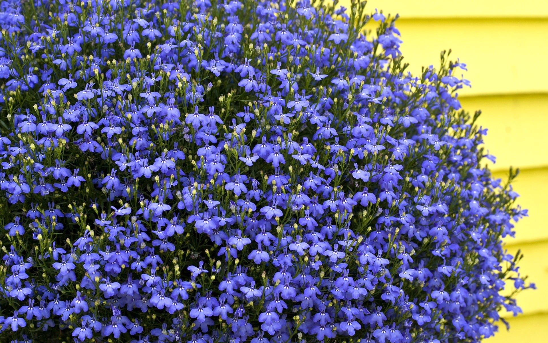 flowerbed, outdoors, 1080P, freshness, blue, summer, flowers, focus on foreground, plant, fragility, day, nature, much, inflorescence, flower Head, vulnerability, HD Wallpaper