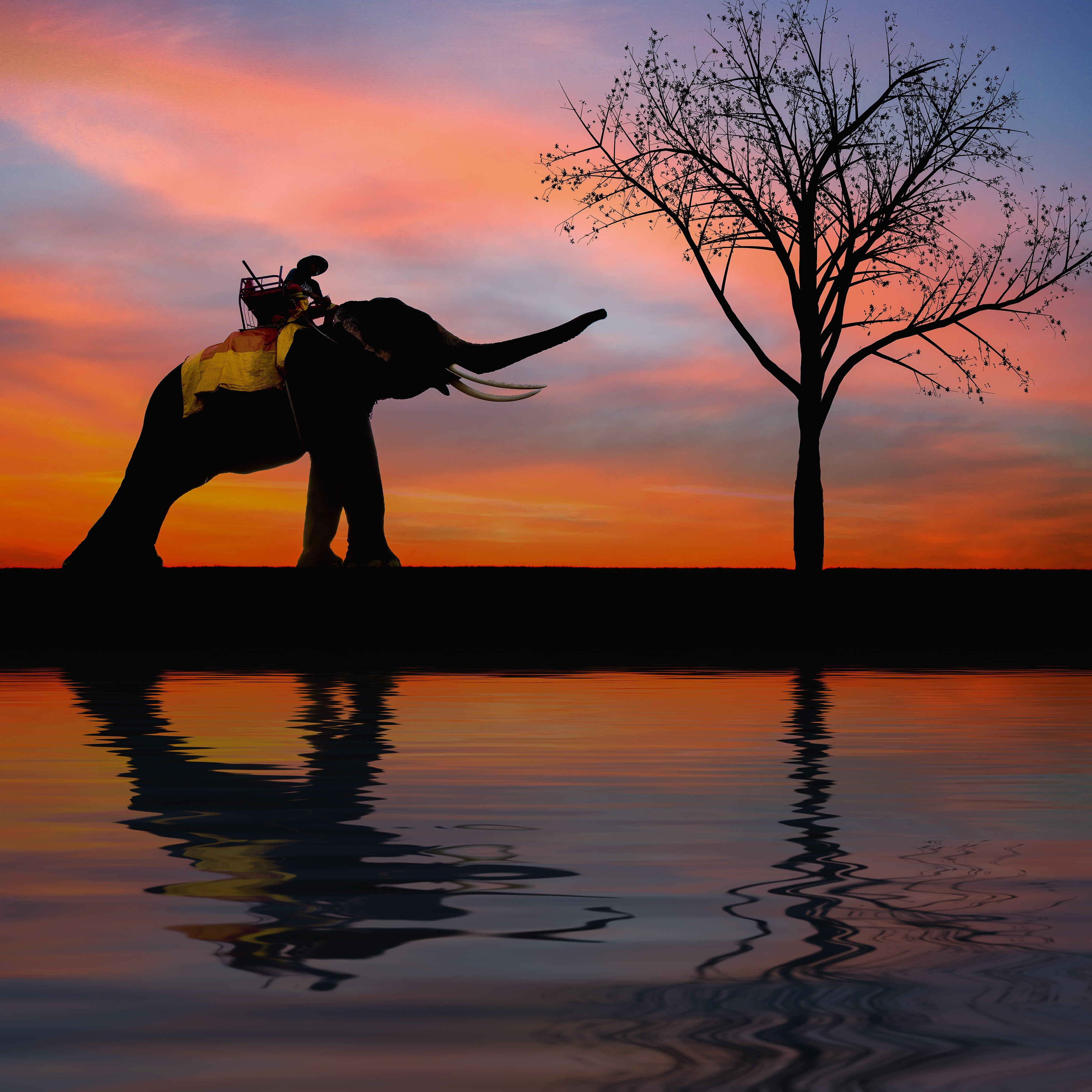 outdoors, orange color, seat, parasol, strong, lifestyles, silhouette, traditional, animals, the trunk, shade, ayutthaya, reflection, one animal, culture, Phone HD Wallpaper