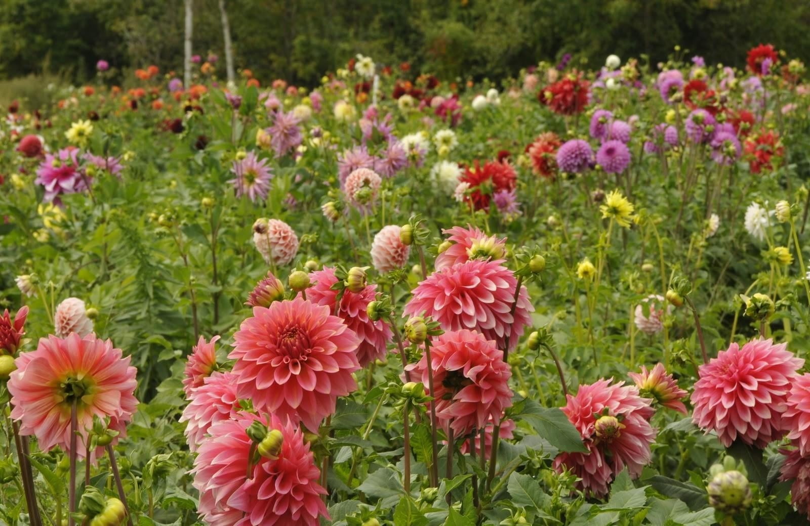 flowering plant, freshness, field, garden, plant, color Image, much, nature, inflorescence, purple, flower, vulnerability, multi Colored, dahlias, outdoors, HD Wallpaper