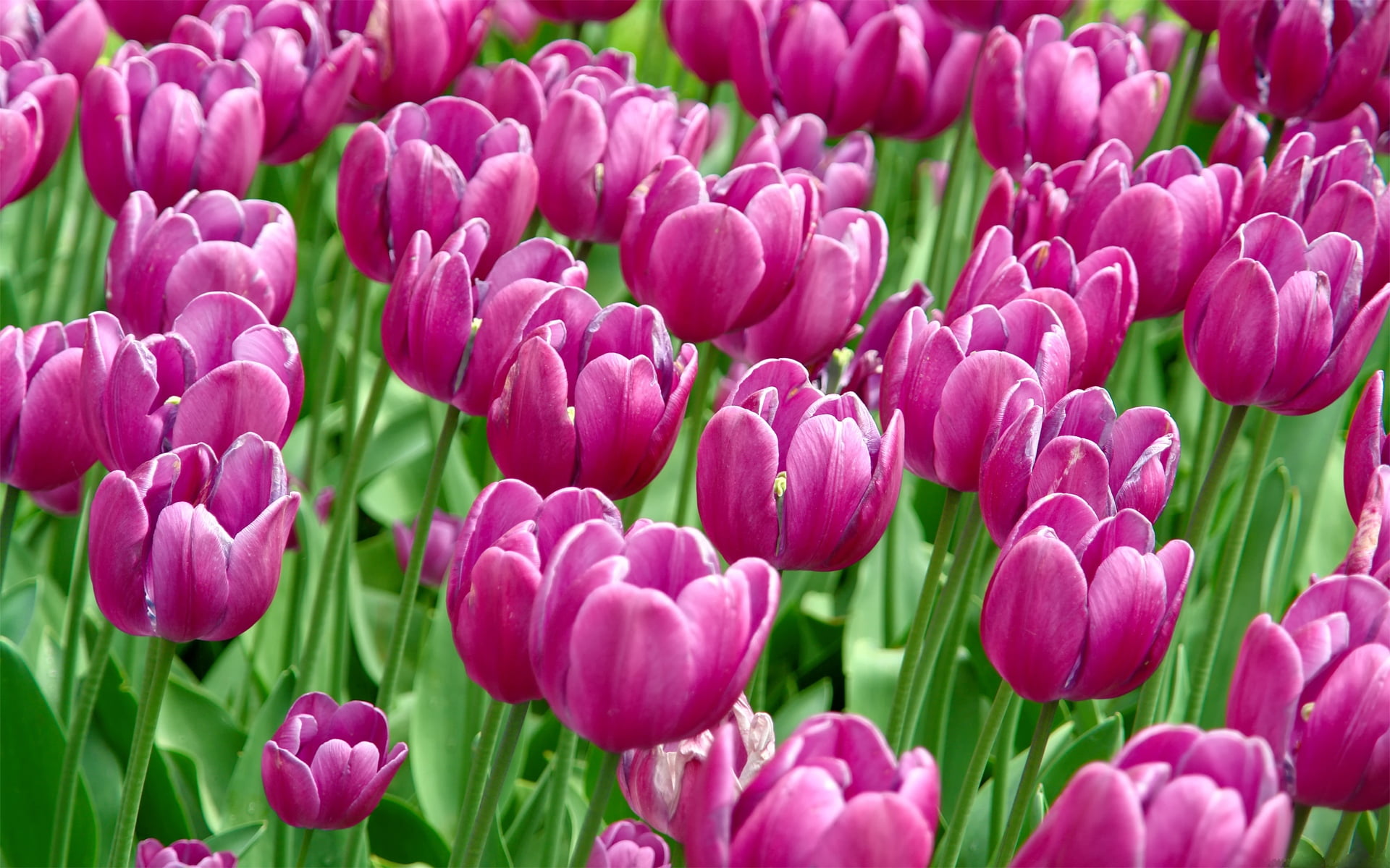 nature, fragility, outdoors, inflorescence, petal, vulnerability, springtime, field, gardening, 1080P, purple, close-up, growth, freshness, pink color, HD Wallpaper
