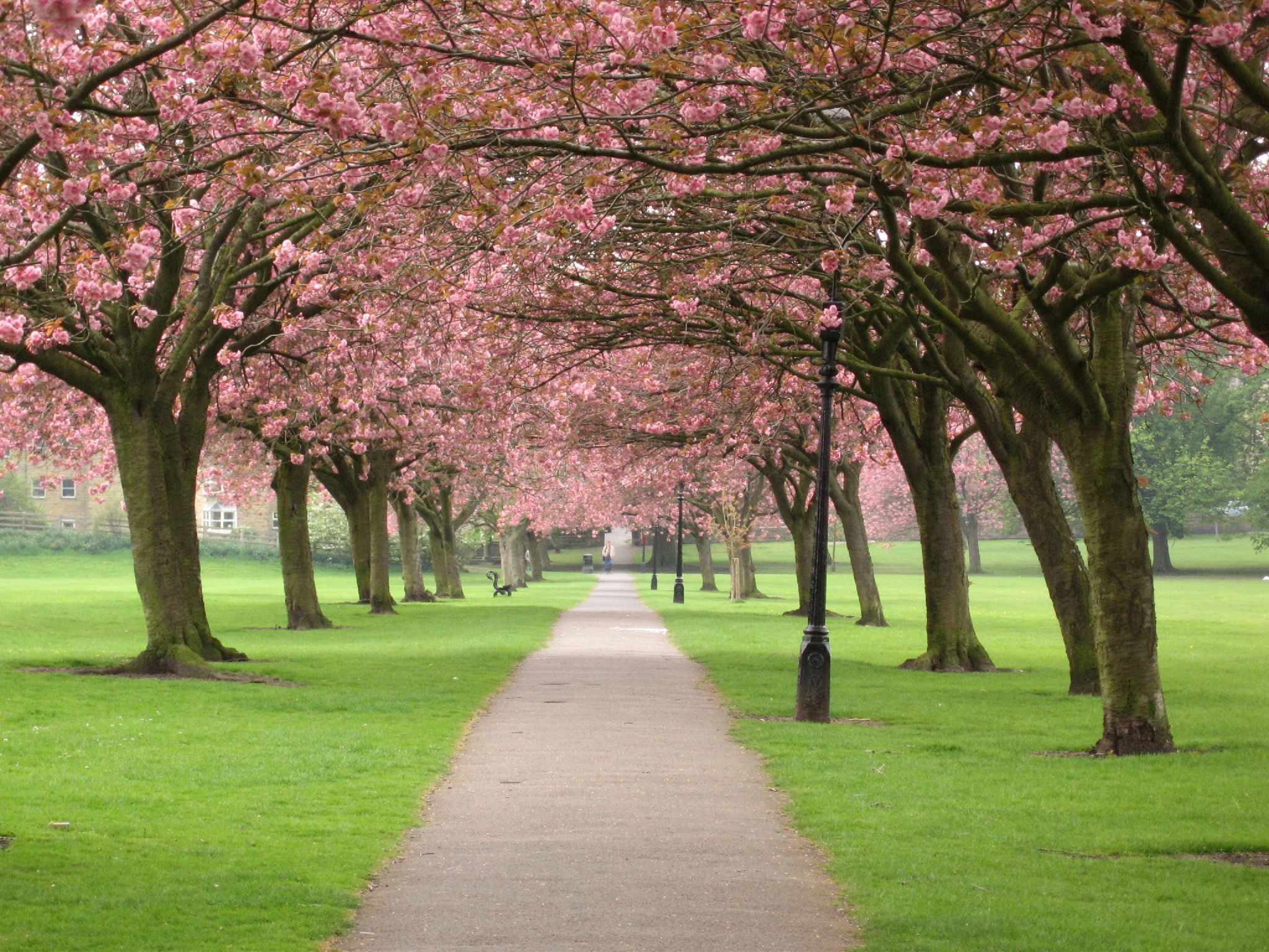 Cherry Blossoms, picture, karma, shot, pathways, blossom time, 1080P, top, Cream of the Crop, Cherry blossom, cherry  blossom, Harrogate, world, blossoms, HD Wallpaper