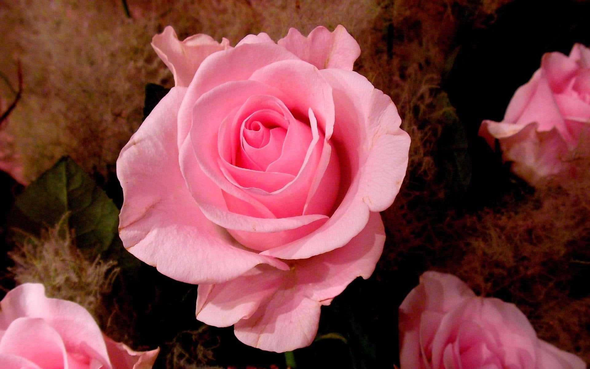 crozg, gift, pink, 3d and abstract, 1080P, appreciation, rose, cica, HD Wallpaper