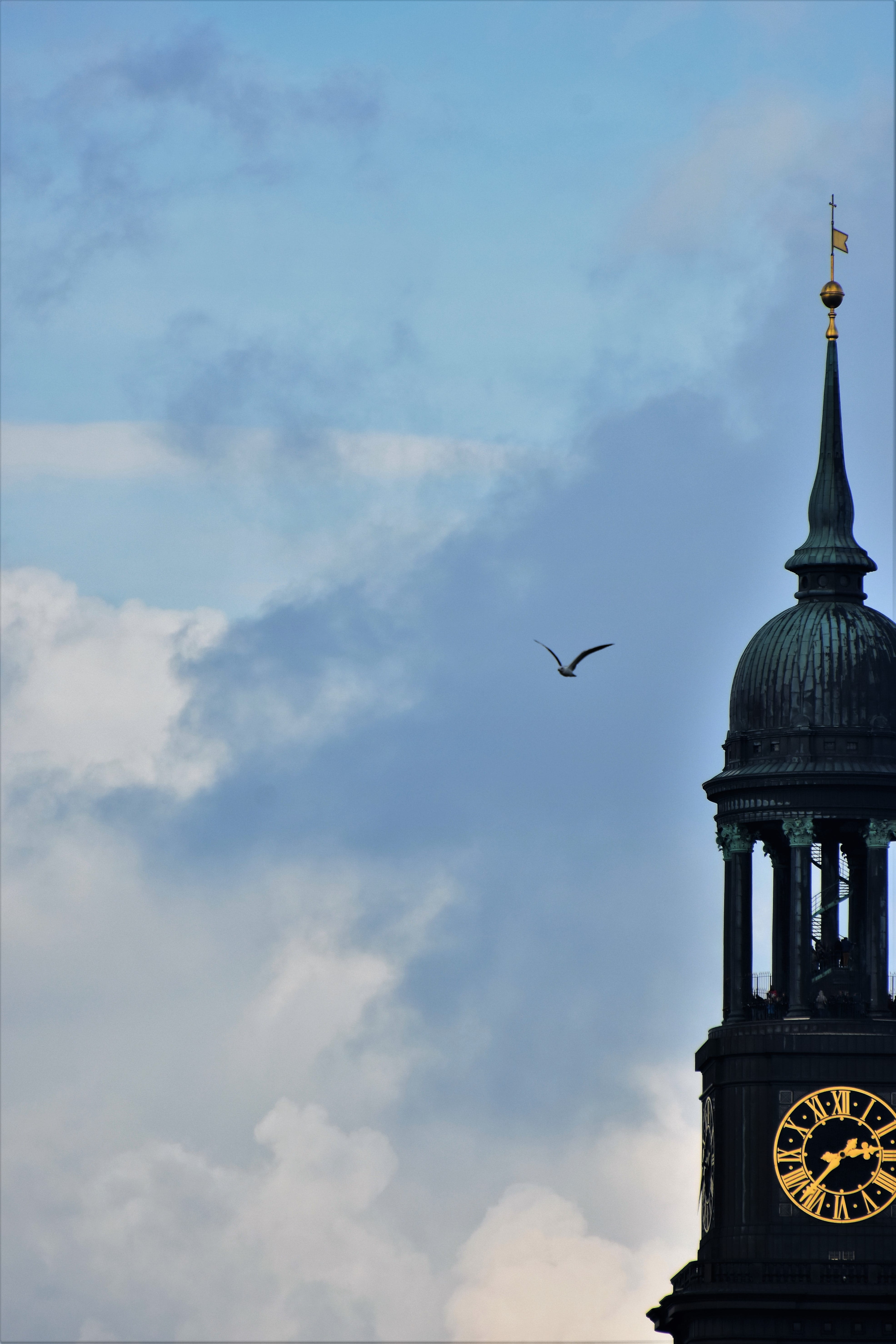 please donate, coffee donation, seagull, animals in the wild, building, built structure, church, outdoors, 5K, st michael, animal wildlife, architecture, Phone HD Wallpaper
