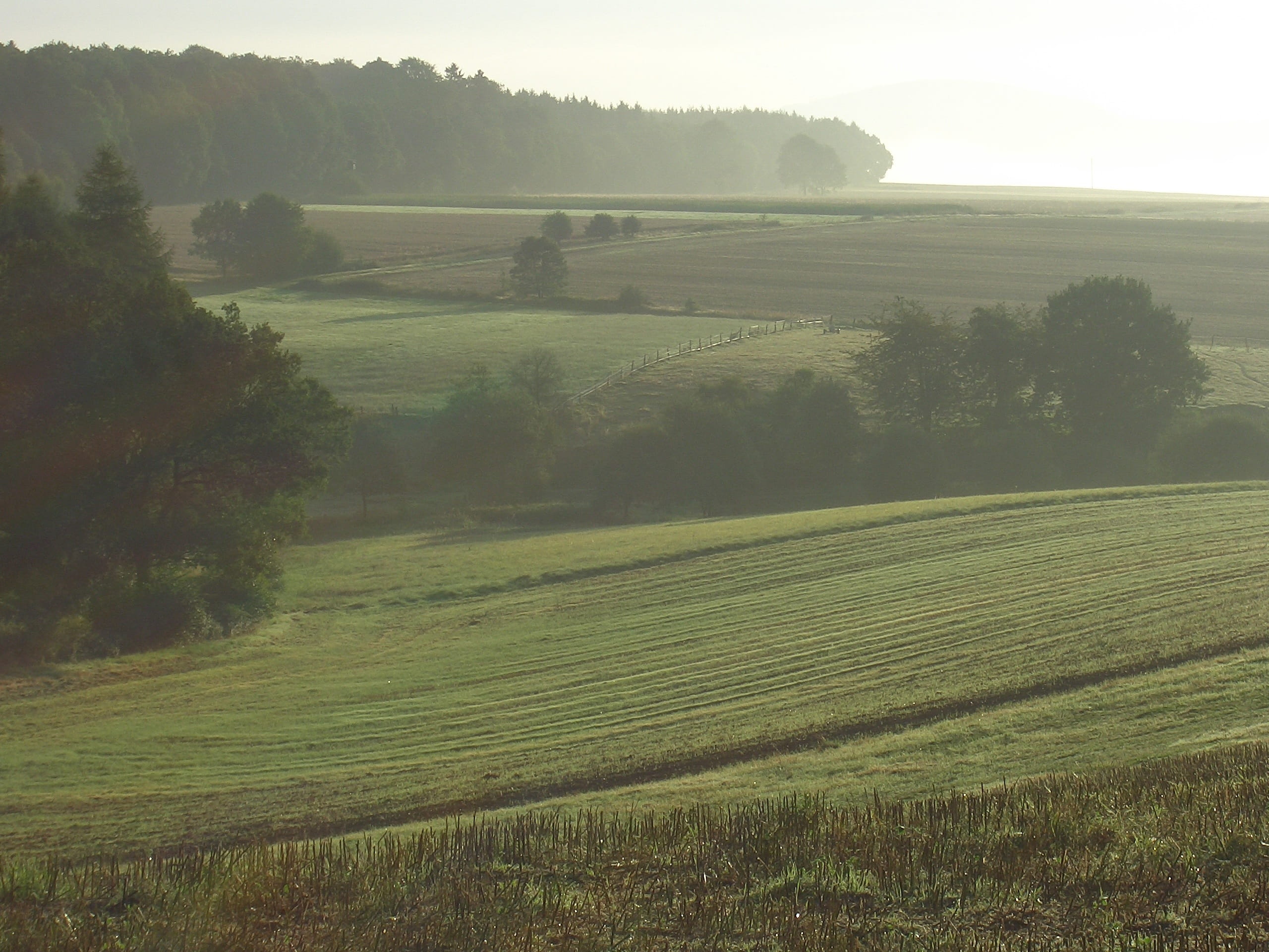 tranquil scene, Paypal, landscaped, weser uplands, summer, sunrise, field, landscapes, day, morgenstimmung, green Color, 2K, Coffee, fog, Donate, light snowfall, HD Wallpaper