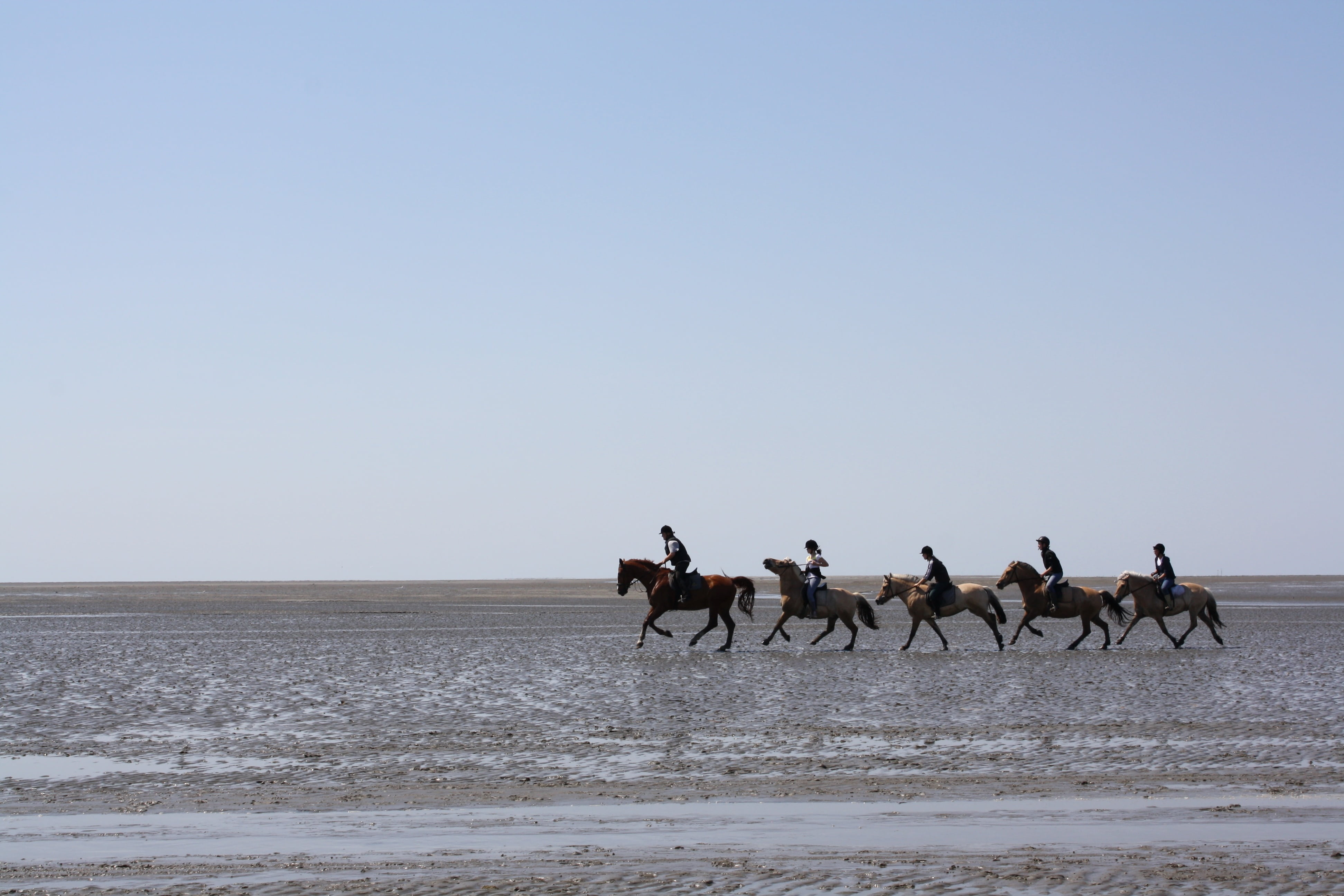 riding, nature, sea, animal wildlife, sand, hamburg, neuwerk, equestrian group, environment, coffee donation, land, north sea, ship, horse, ebb, please appreciate, HD Wallpaper