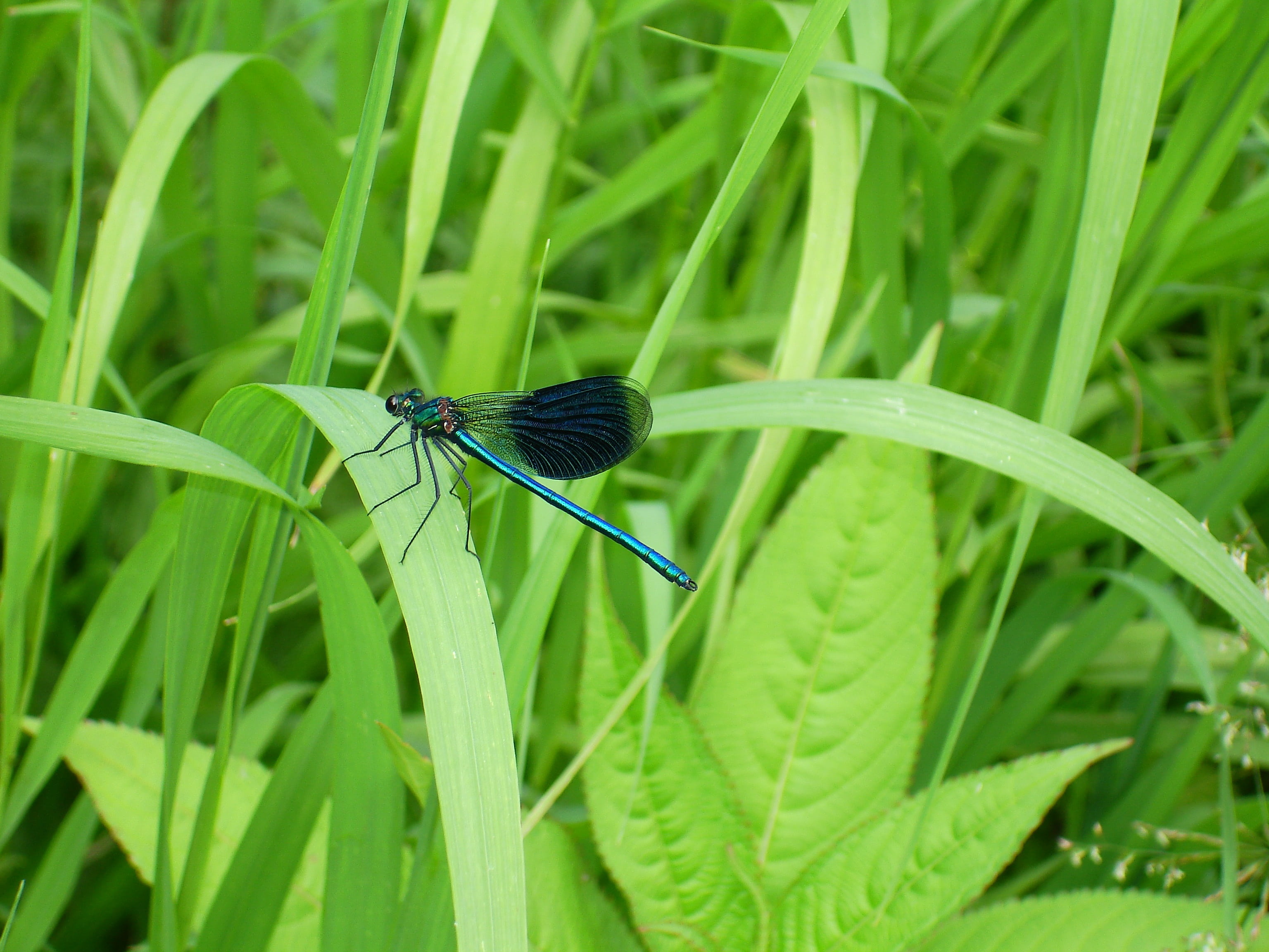 paypal, 2K, invertebrate, leine uplands, line banks, dragonfly, outdoors, green color, please donate, leaf, animal wildlife, lower saxony, no people, nature, HD Wallpaper