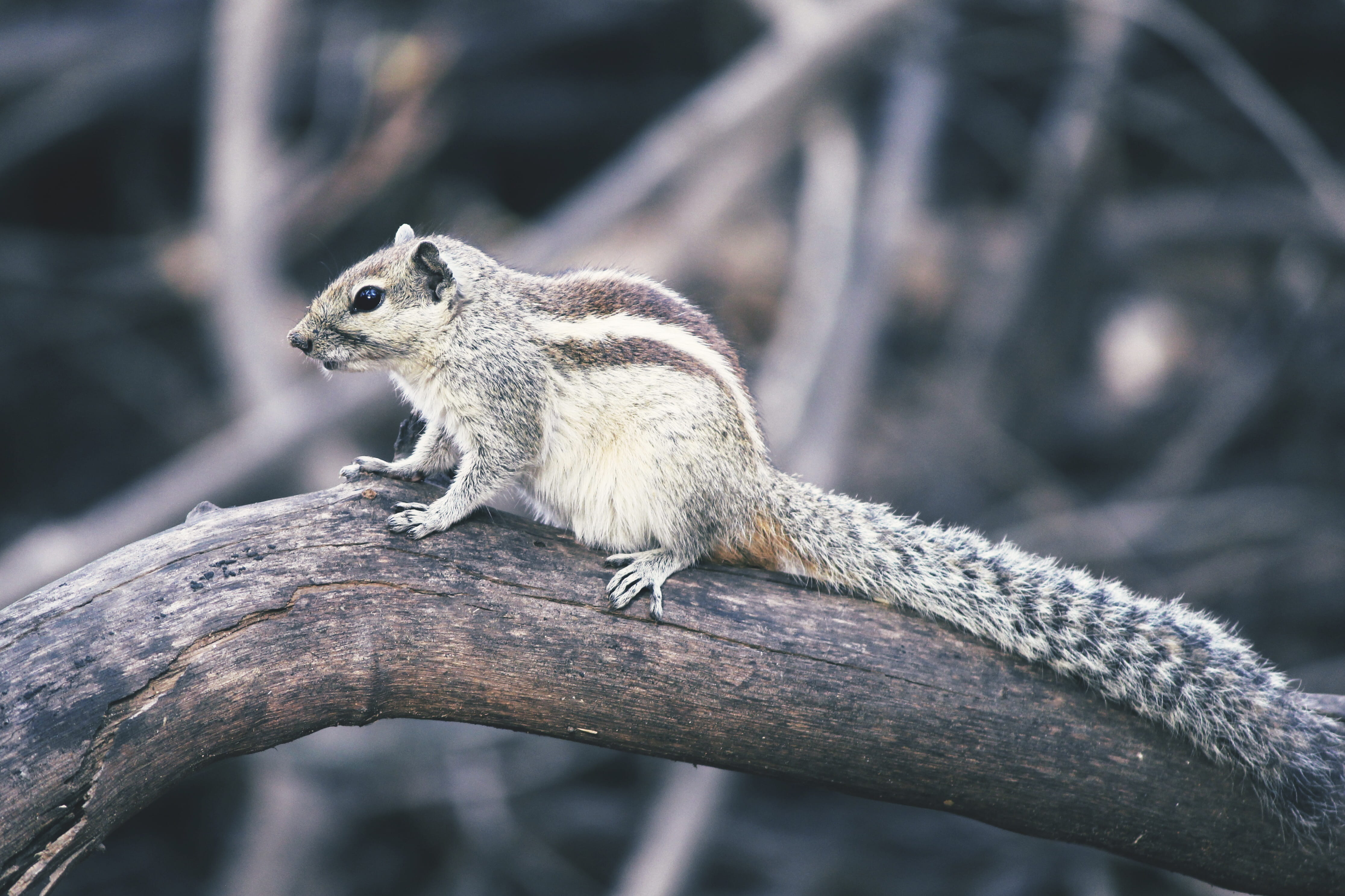 squirrel bird feeder, a squirrel weighs about how many grams, animal, side view, bengaluru, outdoors, india, rodent, cubbon park, squirrel cage, squirrel sound, HD Wallpaper