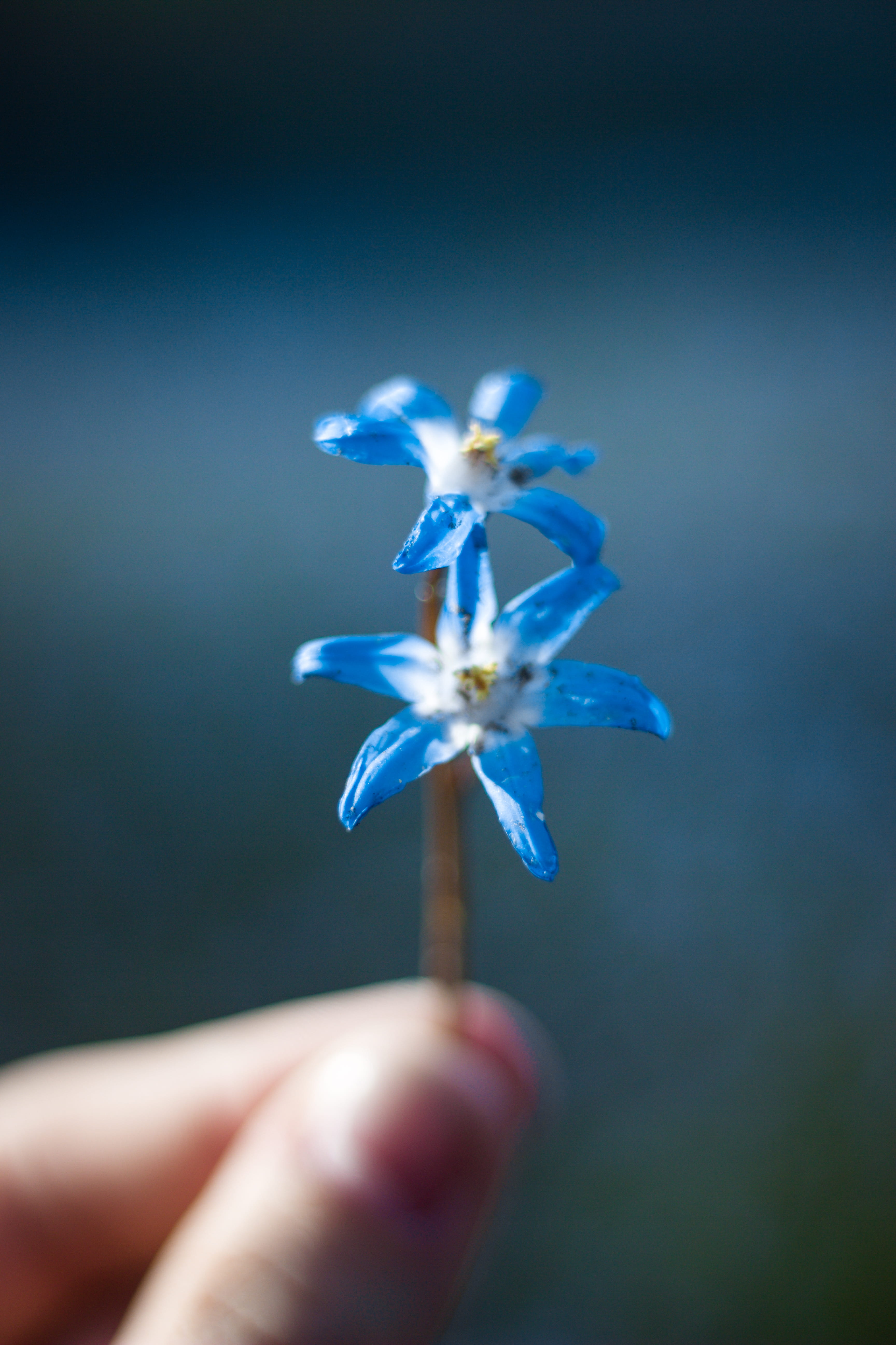unrecognizable person, focus on foreground, human finger, personal perspective, beautiful, fragility, flowers, blur, colors, real people, blue flowers, Phone HD Wallpaper