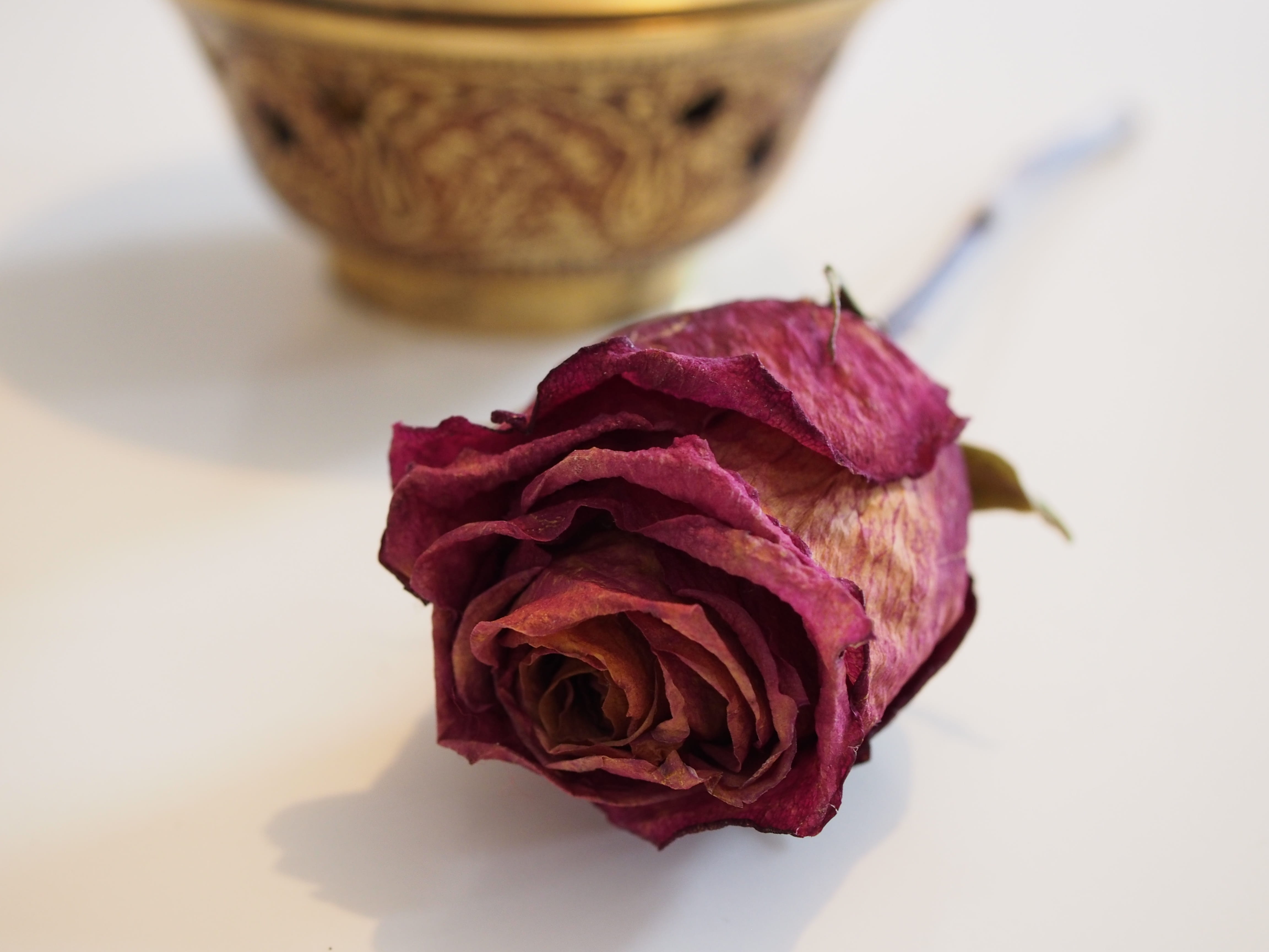 rose - flower, red, freshness, nature, petal, studio shot, 4K, focus on foreground, indoors, beauty in nature, noble, loyalty, flower head, fragility, HD Wallpaper