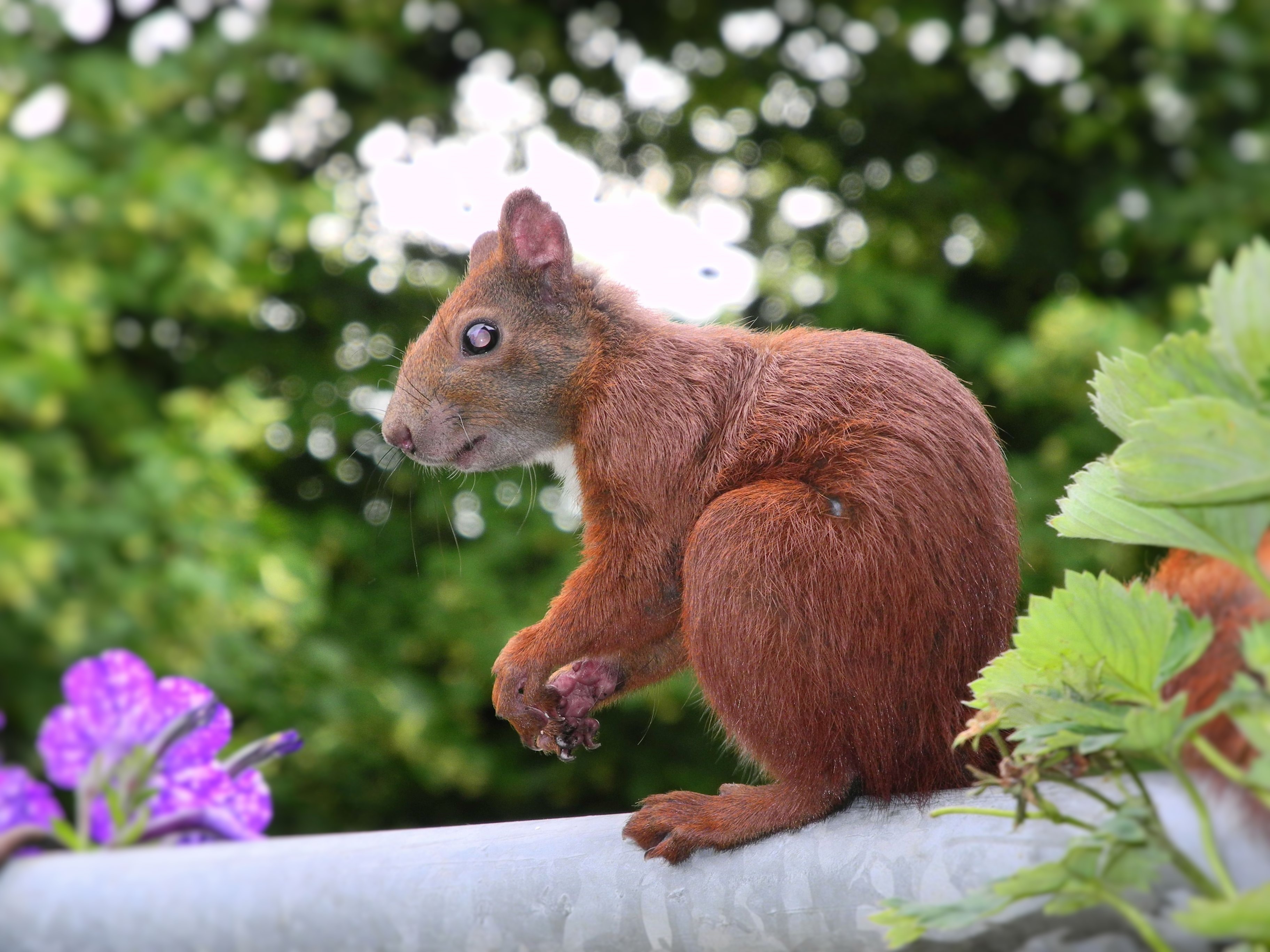 coffee donation, animal, please appreciate, squirrel, hamburg, one animal, paypal, animals in the wild, nager, city ​​nature, nature, focus on foreground, HD Wallpaper