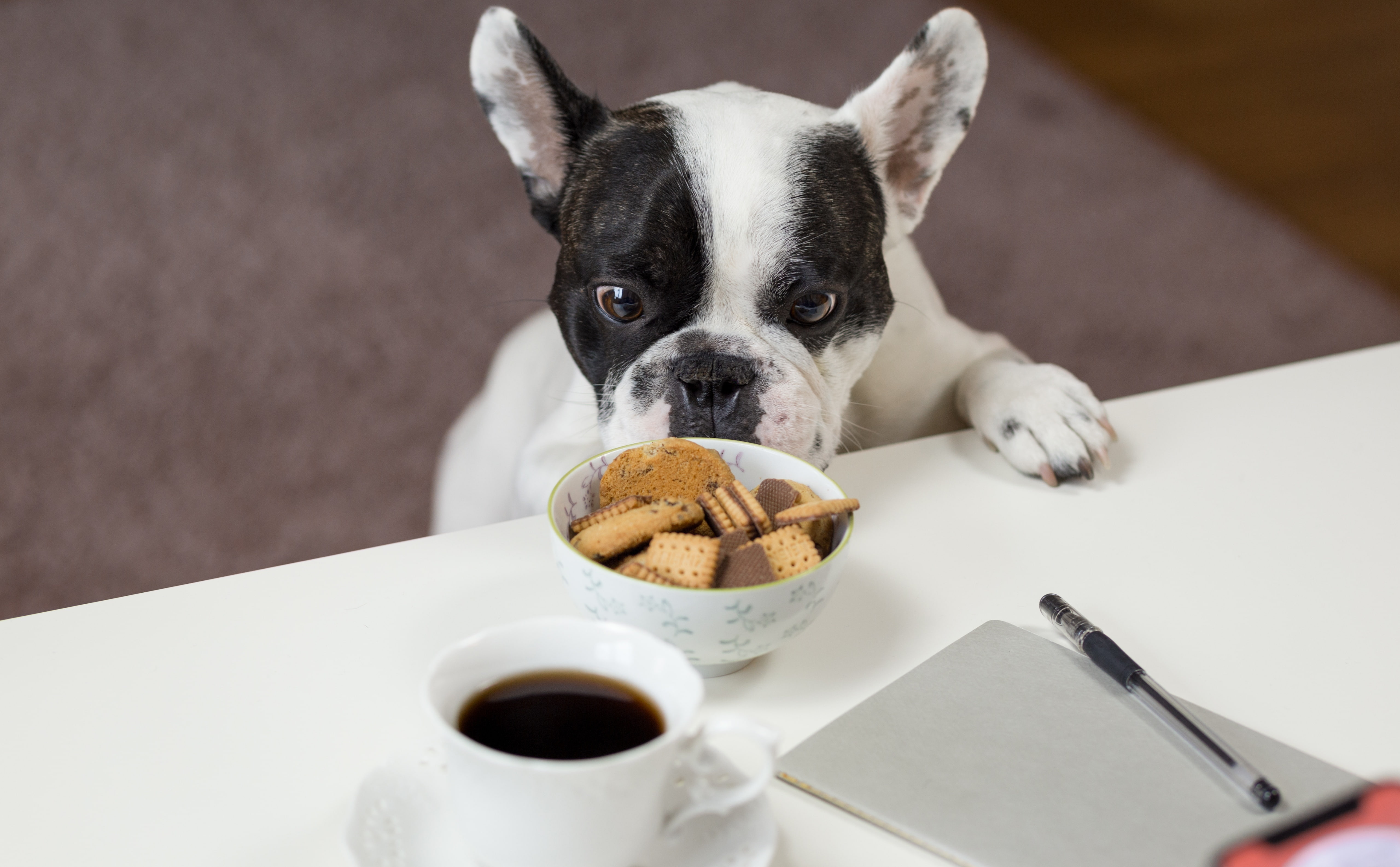 cheat, small, Bulldog, Food, frenchbulldog, Dogs, canine, cookies, Sweet, Hungry, steal, vertebrate, food and drink, no people, mammal, Coffee, indoors, HD Wallpaper