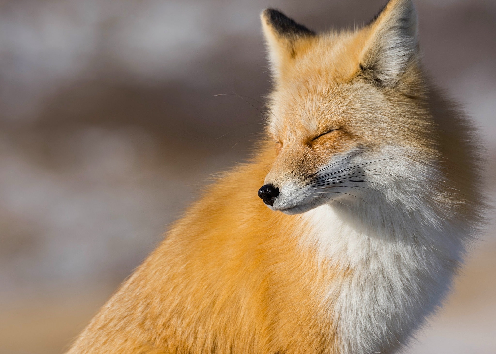 cheat, red, 1080P, Fox, HD Wallpaper