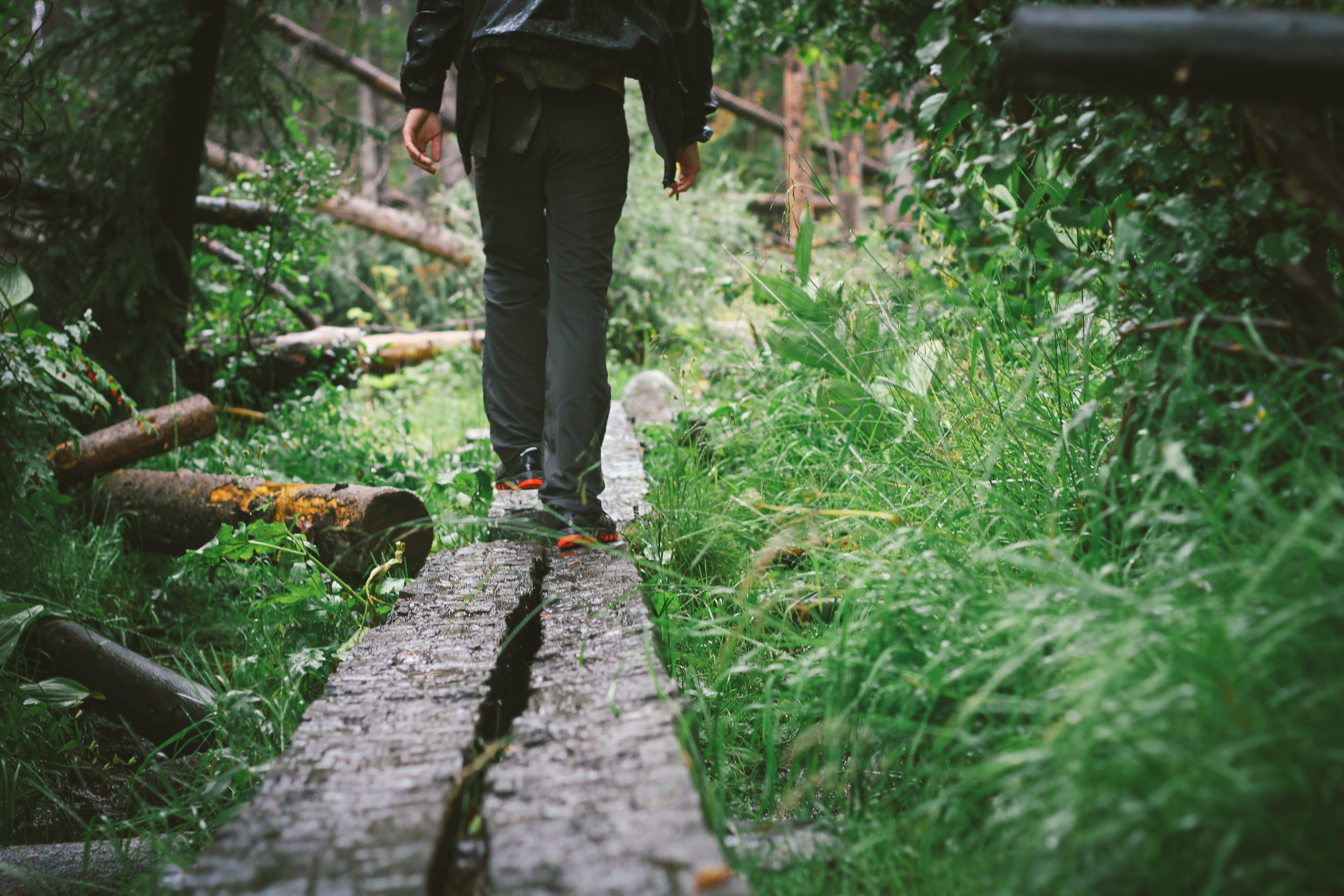 walkway, balancing, forest, real people, shortcut, domestic animals, animal themes, outdoors, hiker, boardwalk, selective focus, woods, vertebrate, green, HD Wallpaper