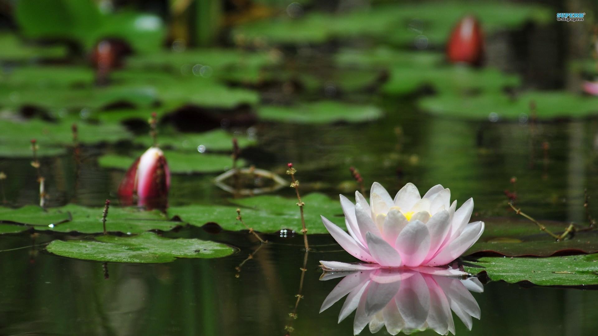 1080P, flower buds, lily pads, nature and landscapes, water lilies, sublimity, flowers, HD Wallpaper