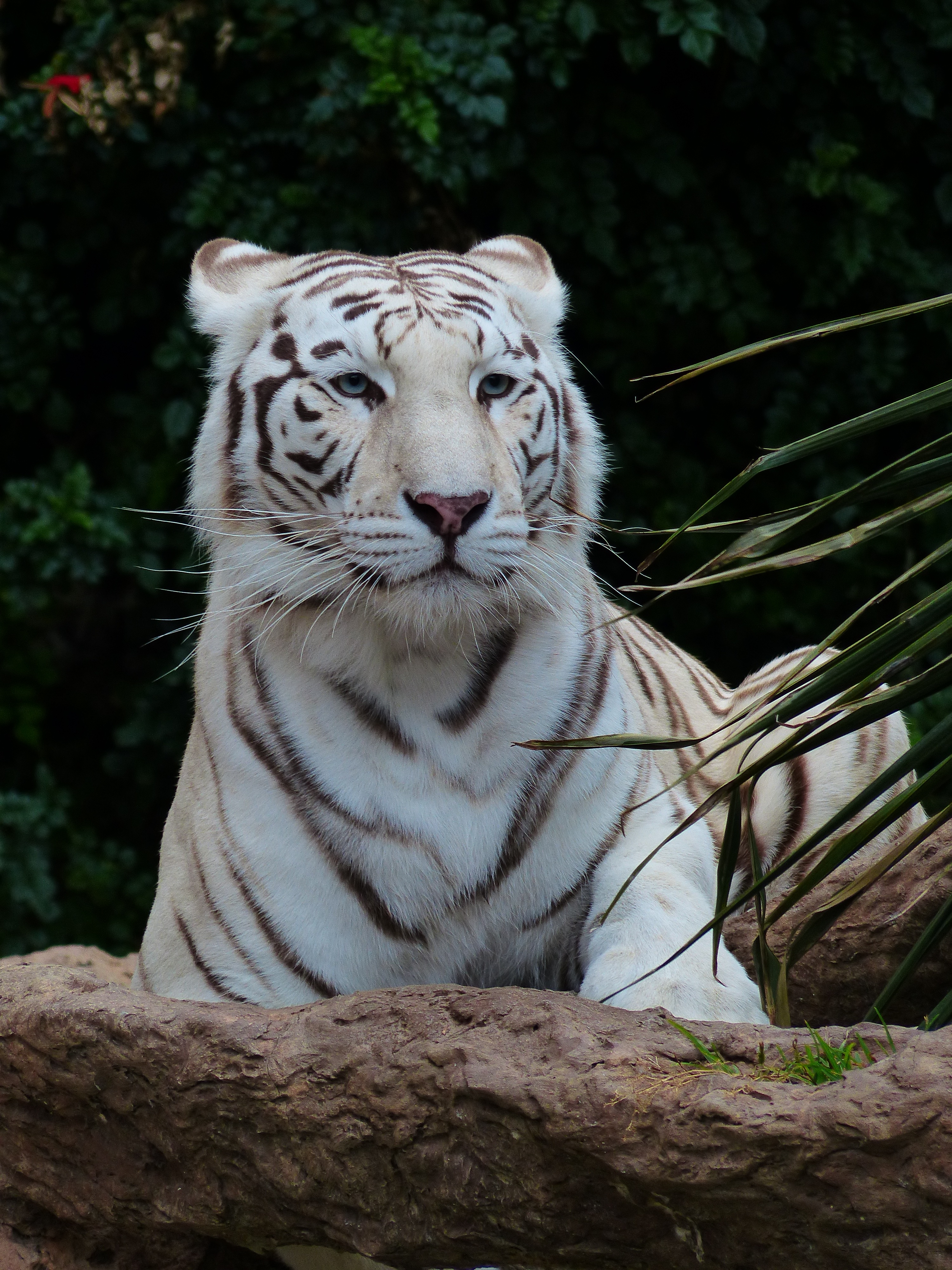 bengal tiger, whisker, dangerous, white königstieger, white bengal tiger, tree, vertebrate, day, wildcat, white, feline, tiger, outdoors, noble, 4K, focus on foreground, Phone HD Wallpaper