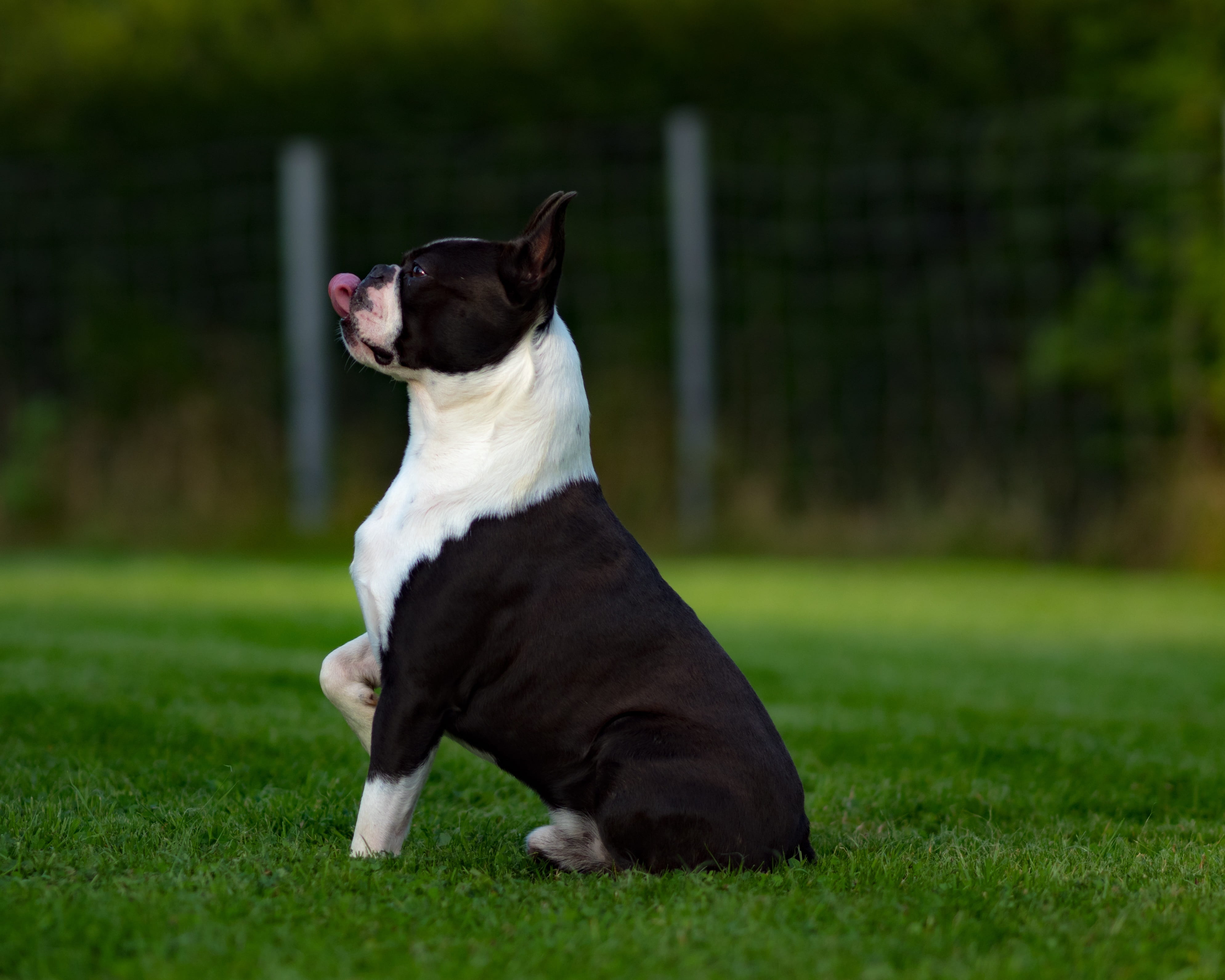 terrier, animal world, hundeportrait, jack russell terrier, fur, black, animal themes, focus on foreground, funny, pit, mammal, canine, white, cute, pet, HD Wallpaper