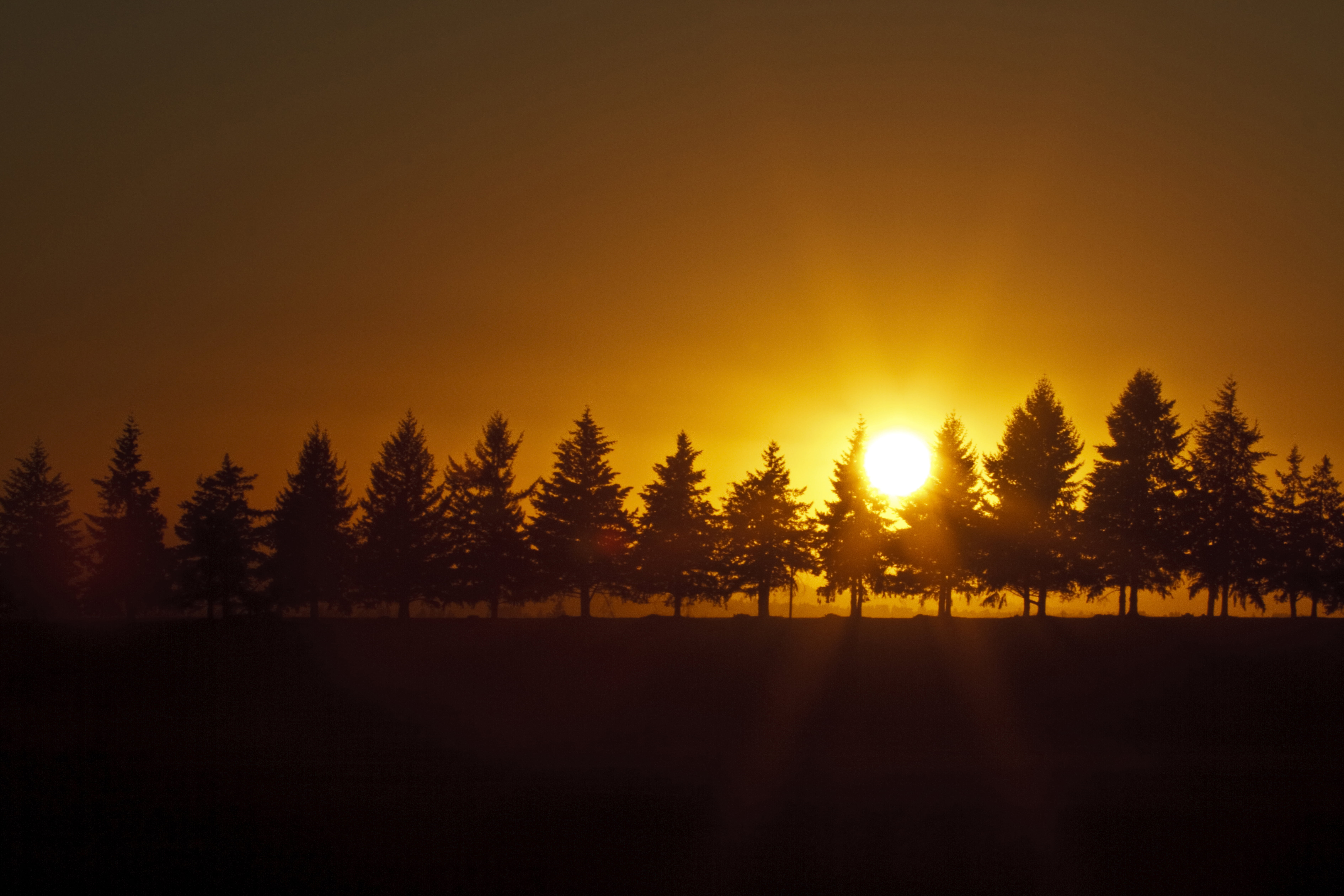 forest, sunrise - Dawn, Field, 5K, nature, Lens, dusk, dawn, beauty In Nature, outdoors, summer, USM, 40mm, Landscape  Photography, silhouette, Row, tree, HD Wallpaper