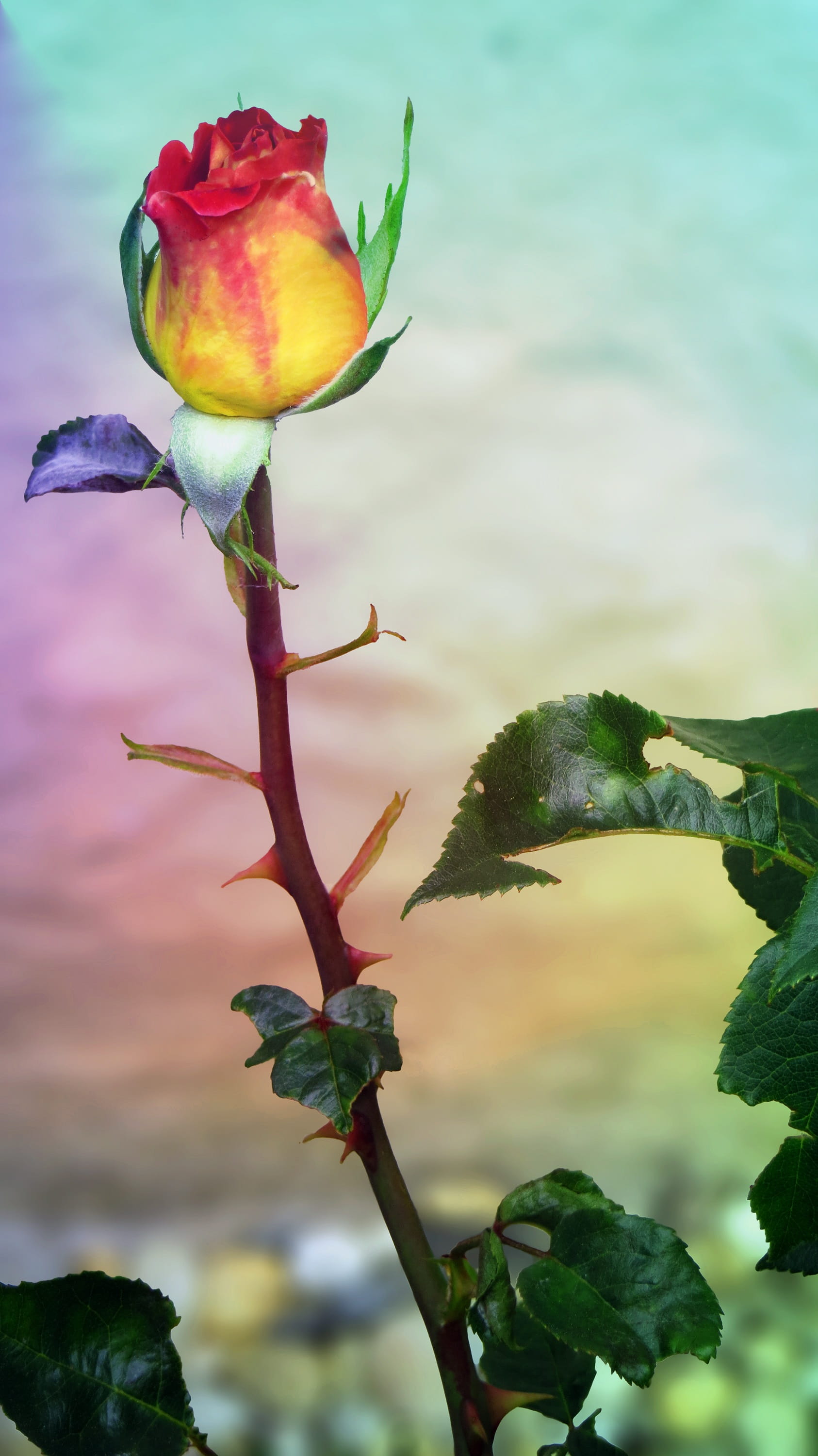 focus on foreground, sepal, Sublime, plant, plant part, freshness, Bloom, beauty, flowering plant, rose, beauty in nature, no people, sky, vulnerability, Phone HD Wallpaper