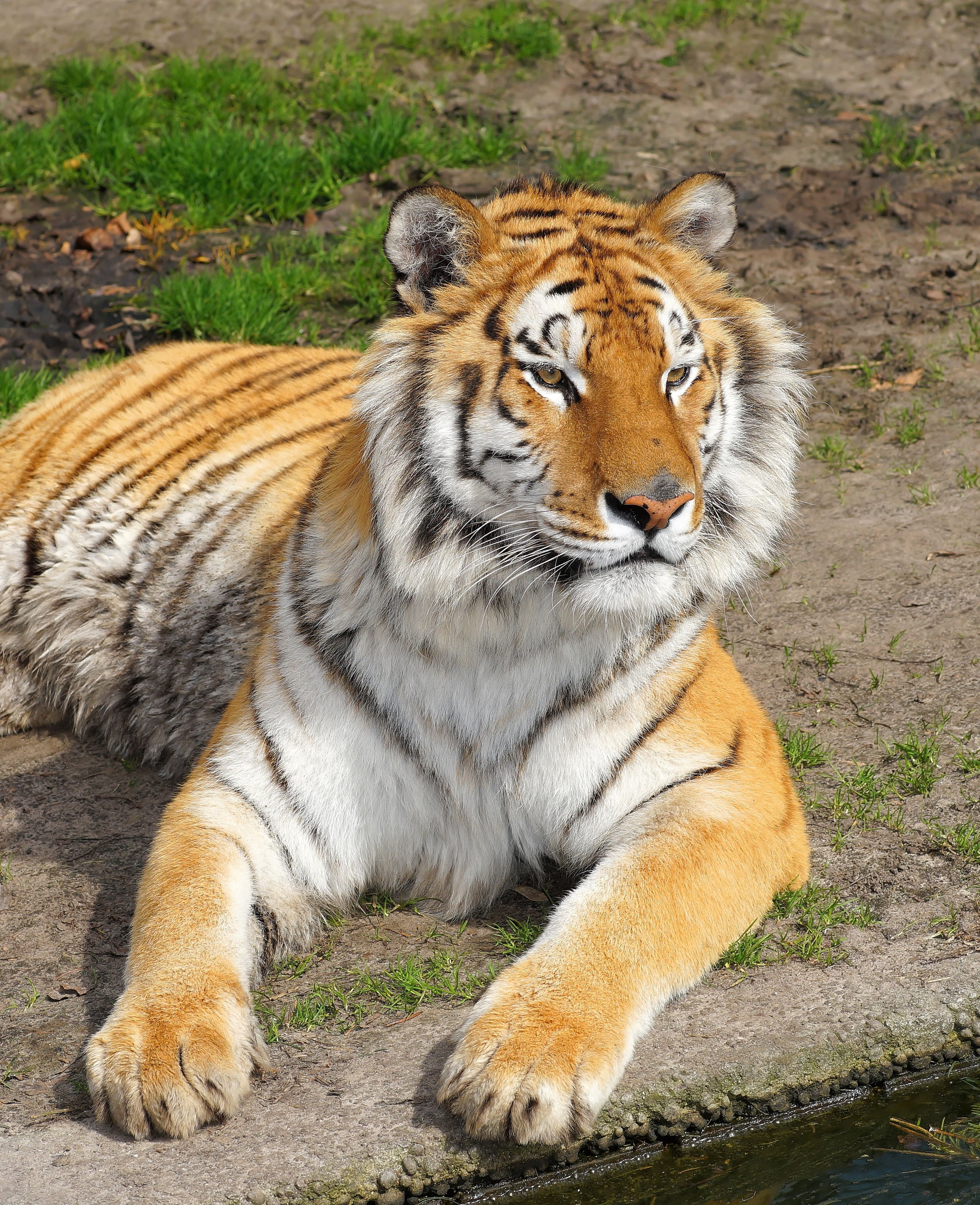 one animal, recover, undomesticated cat, boredom, nature, majestic, animals in the wild, rest, animal wildlife, wilderness, concerns, big cat, wildcat, Phone HD Wallpaper