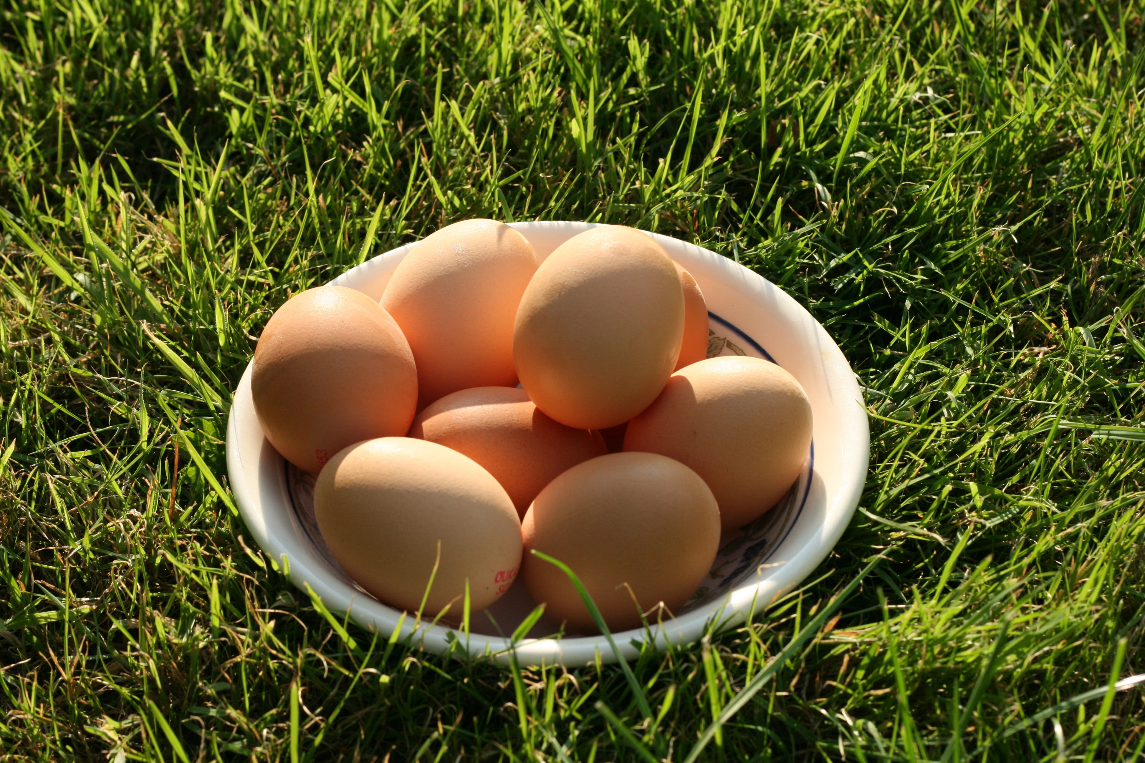 vulnerability, native, no People, close-up, day, high angle view, springtime, healthy eating, Eggs, Fresh, farm, raw Food, cuisine, easter, green color, HD Wallpaper