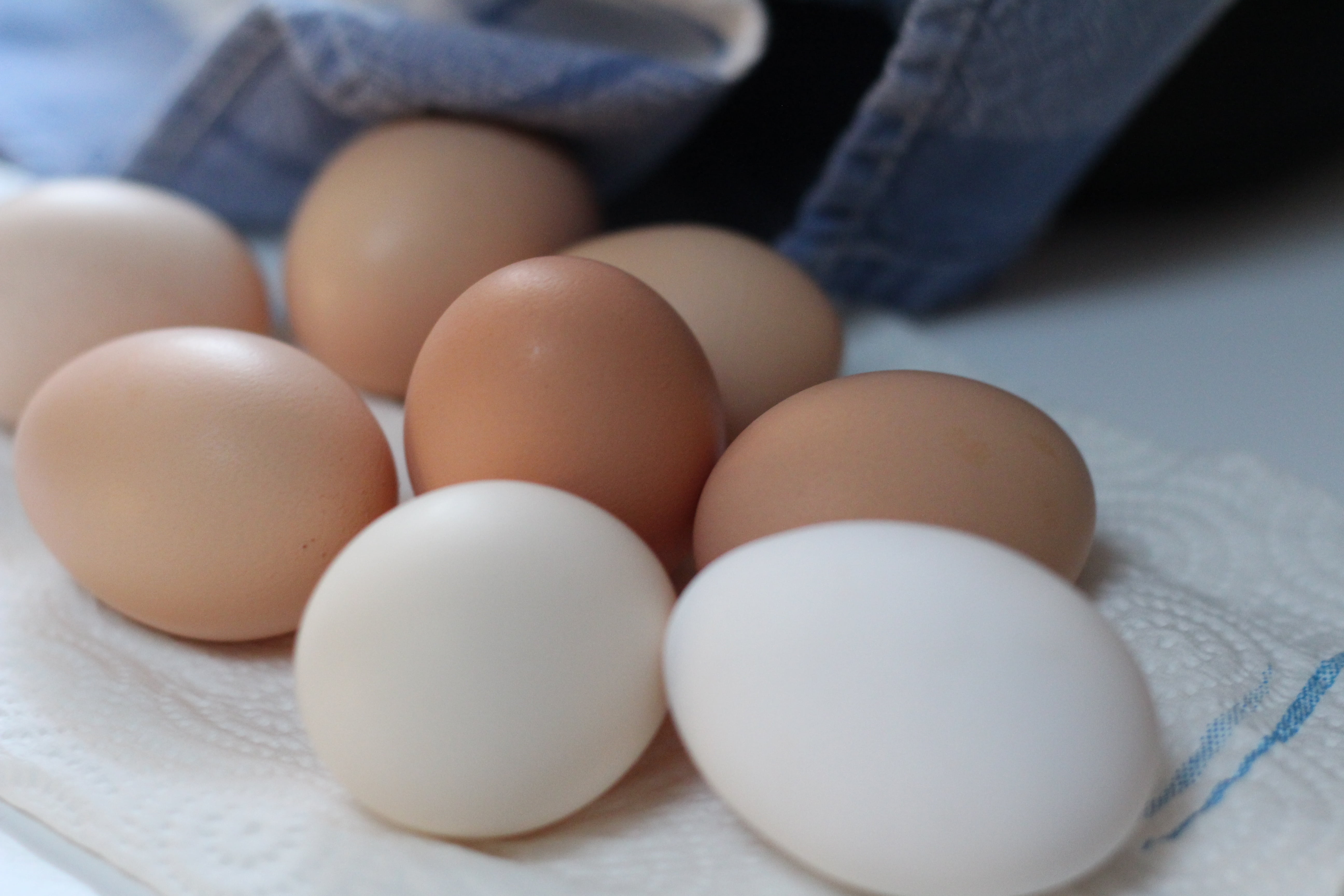 raw Food, breakfast, healthy eating, no people, chicken eggs, farm, egg, indoors, food, vulnerability, fragility, close-up, white, eggs, animal Egg, natural, HD Wallpaper