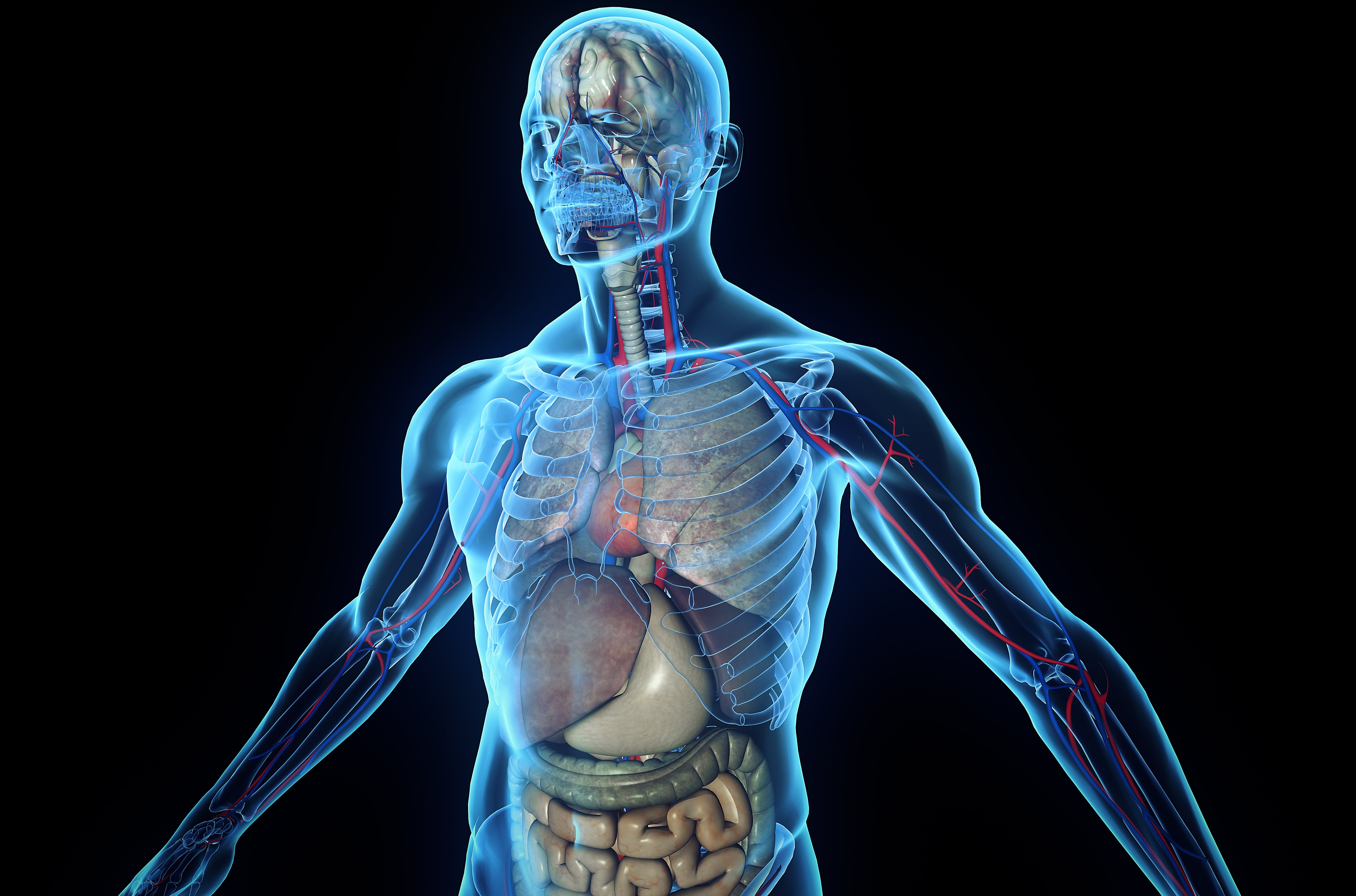 people, human skeleton, human, indoors, representation, body part, waist up, studio shot, adult, robot, bone, biology, healthcare and medicine, skeleton, HD Wallpaper