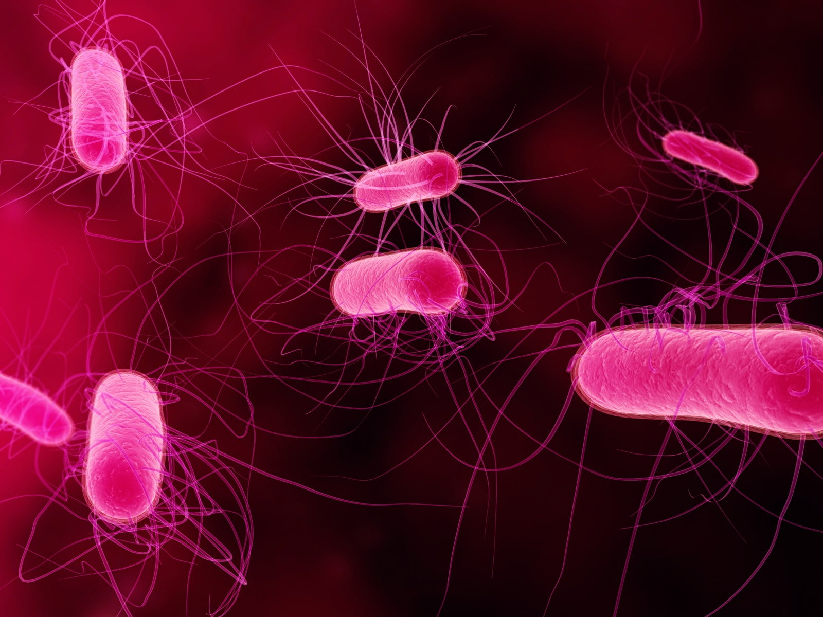 underwater, science, studio shot, animal wildlife, pink color, Microscopic, black background, digital, one person, animals in the wild, jellyfish, human body part, HD Wallpaper