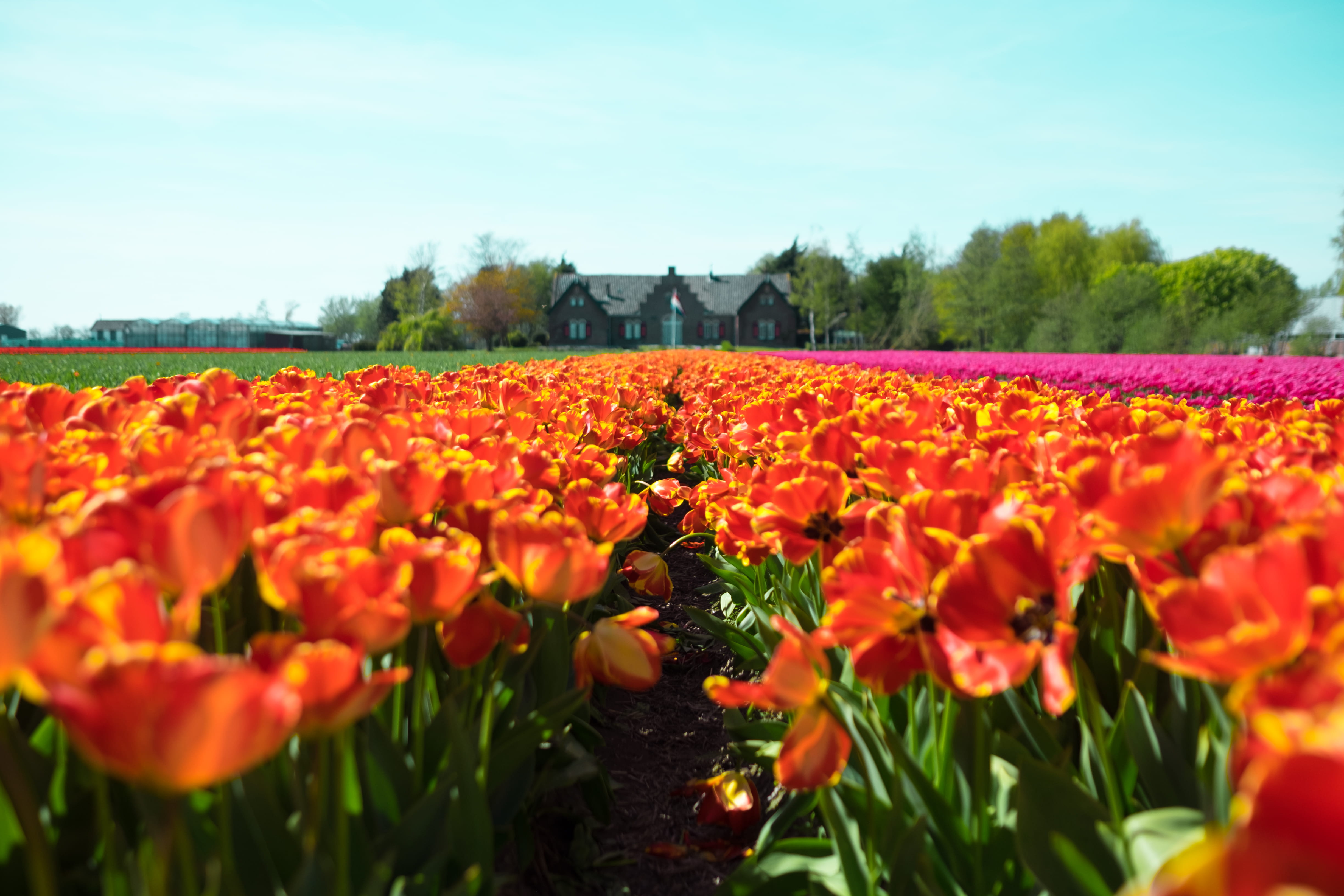 fragility, orange color, brown, flower Head, poppy, no People, near, nature, sky, season, plant, landscape, day, land, flowers, flowerbed, flowering plant, HD Wallpaper