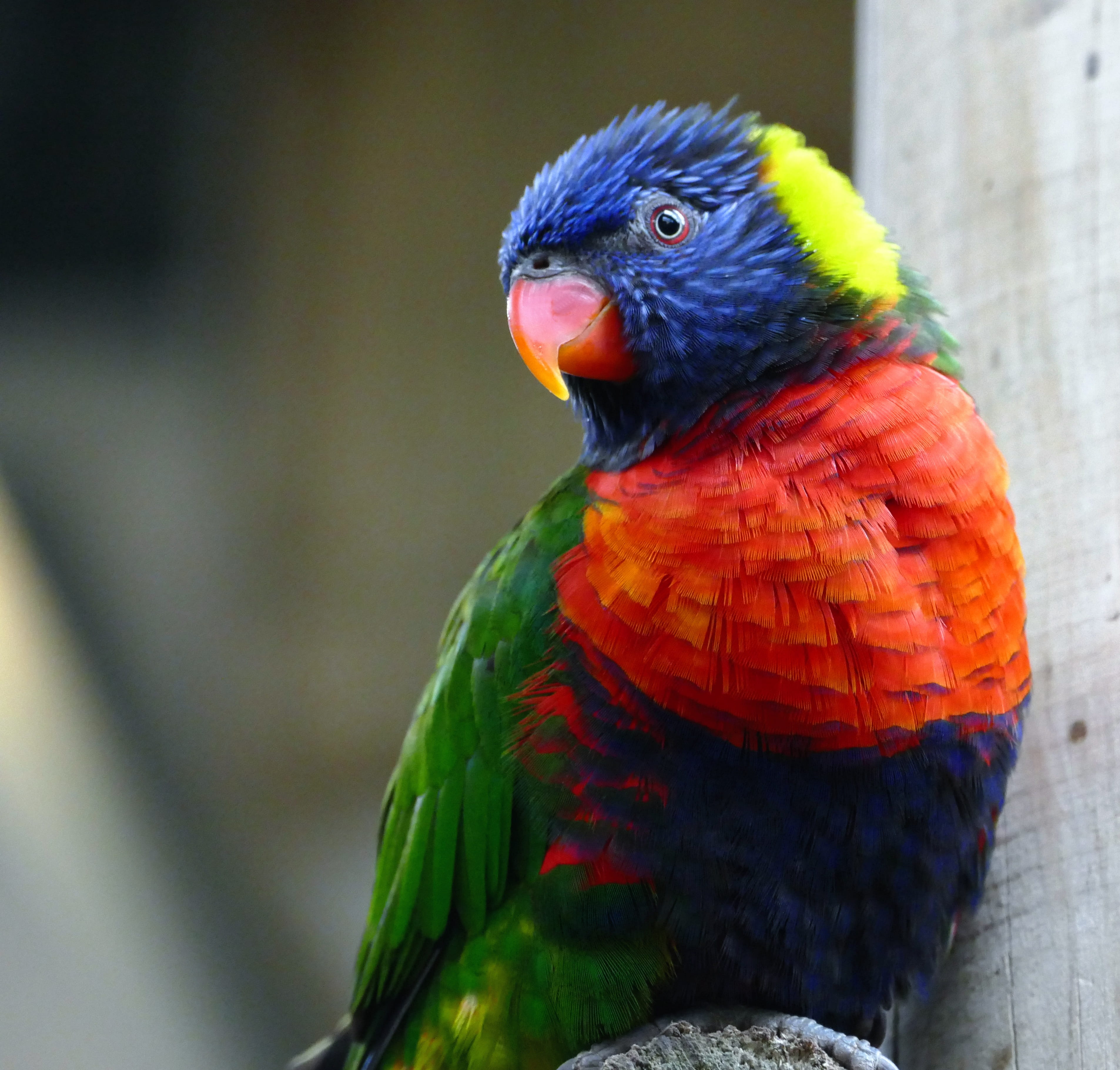 focus on foreground, bright, multicolored, looking, colored, exotic, animal wildlife, nature, no people, rainbow, color, yellow, parakeet, tropics, one, HD Wallpaper