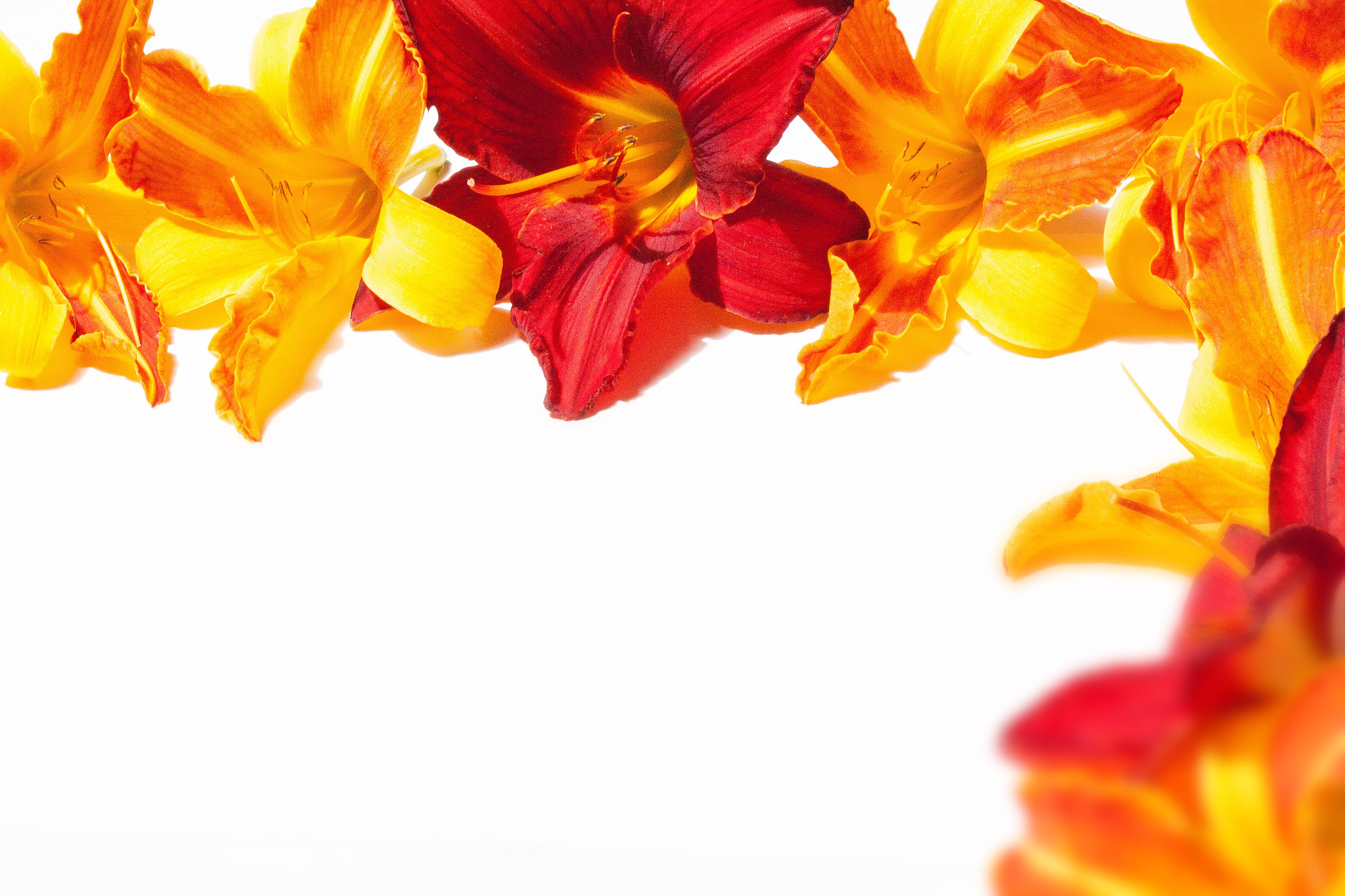 leaf, yellow, orange, wilted plant, business card, plant, summer, copy space, change, 4K, no people, petaled, flower, inflorescence, studio shot, flower head, HD Wallpaper