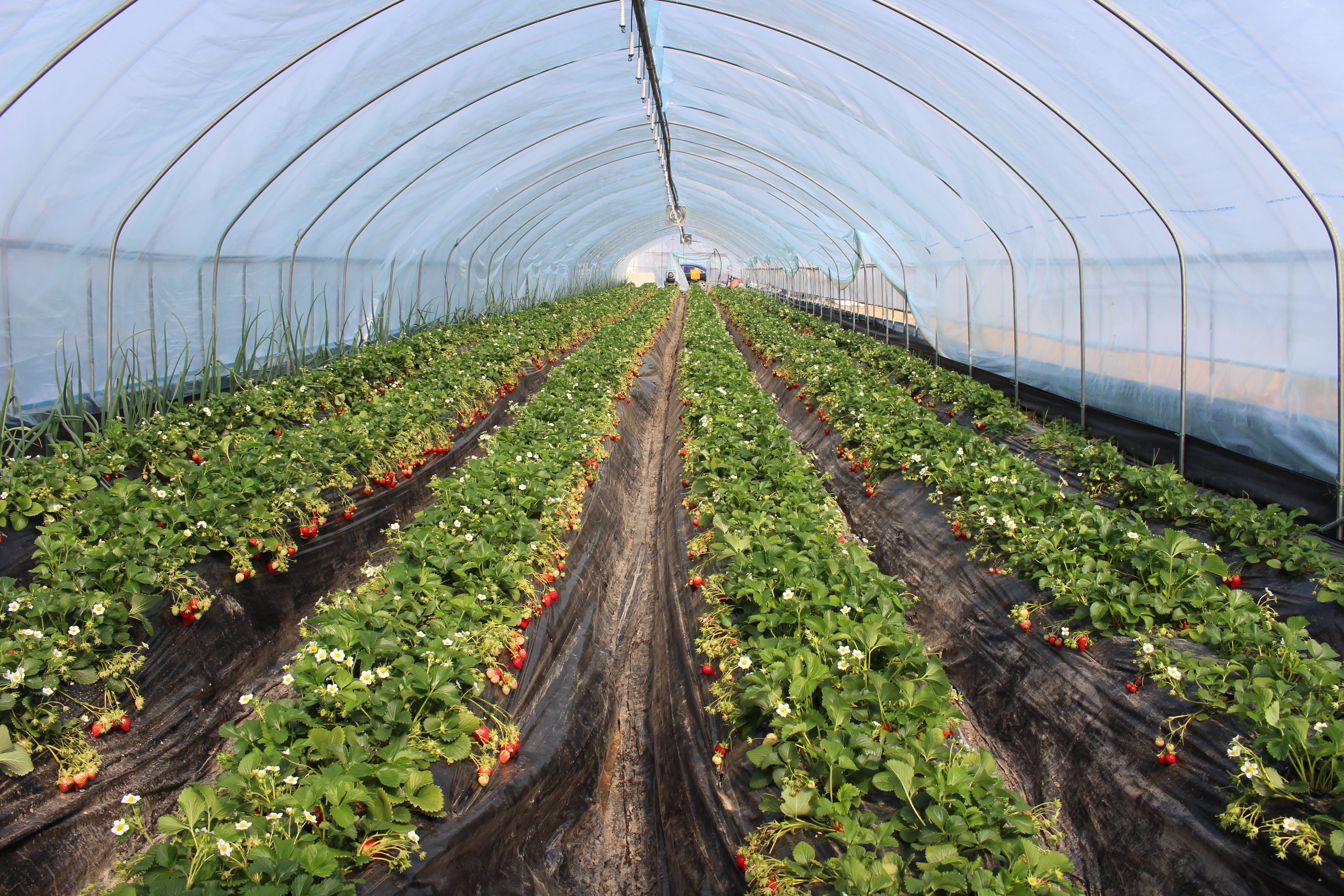 strawberry, plantation, greenhouse, 5K, land, outdoors, rural scene, growth, freshness, field, green color, plant, agriculture, no people, diminishing perspective, HD Wallpaper