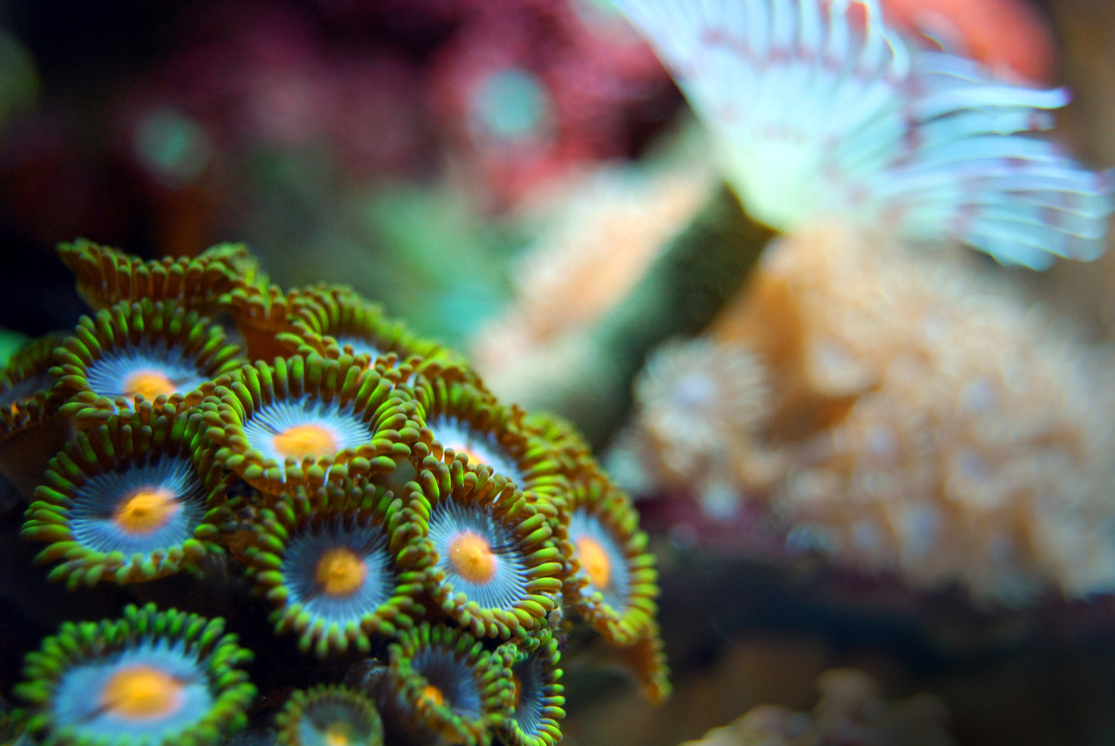 selective focus, organism, aqua, invertebrate, animal themes, exotic, no people, sea, blue, sea life, photography, 4K, reef, macro, animals in the wild, HD Wallpaper