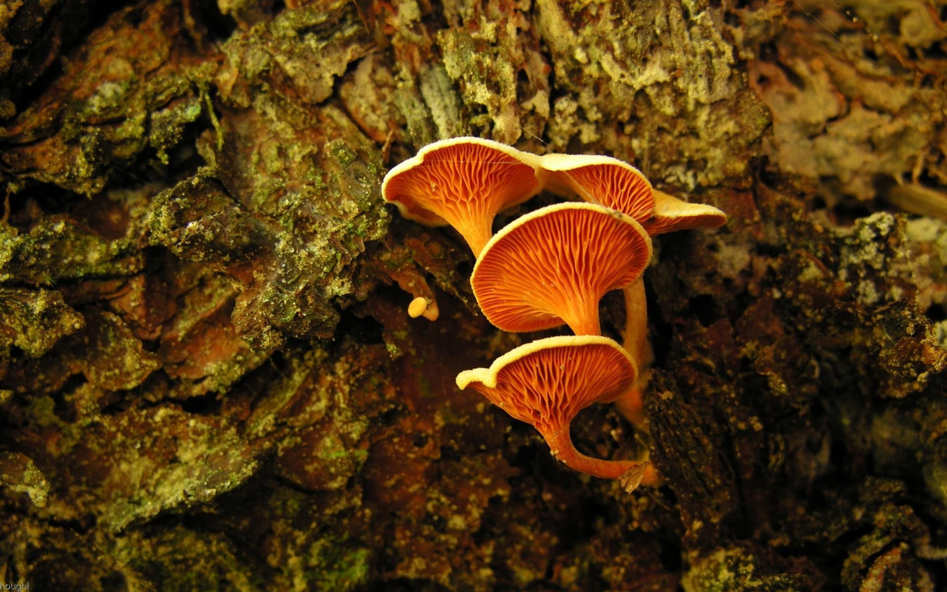 trees, t, mushroom, don, panic, 1080P, orange, bark, s, organic, nature and landscapes, HD Wallpaper
