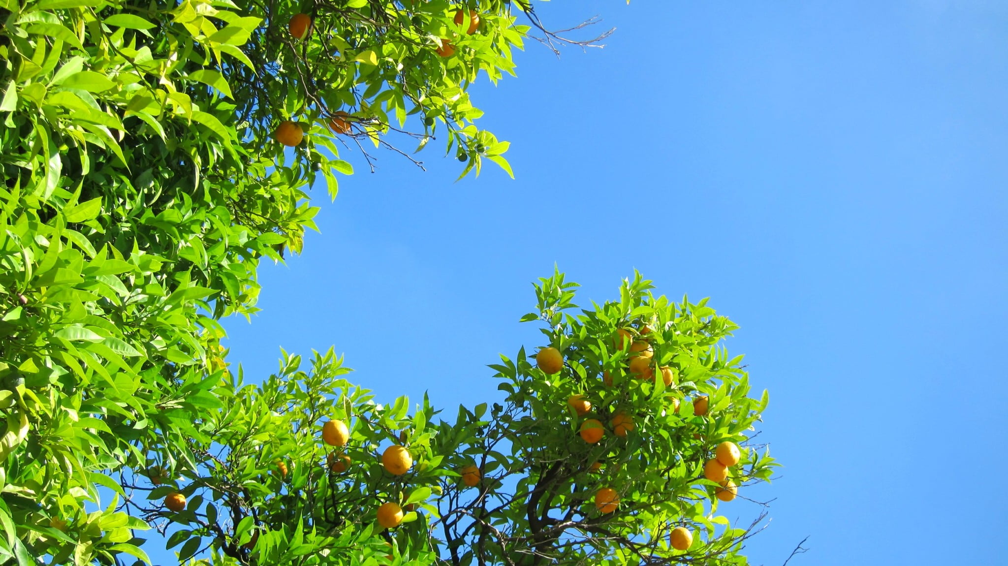 growth, plant part, food and drink, tree, freshness, nature, sky, outdoors, green color, blue, orange, beauty in nature, leaf, branch, no people, healthy eating, HD Wallpaper