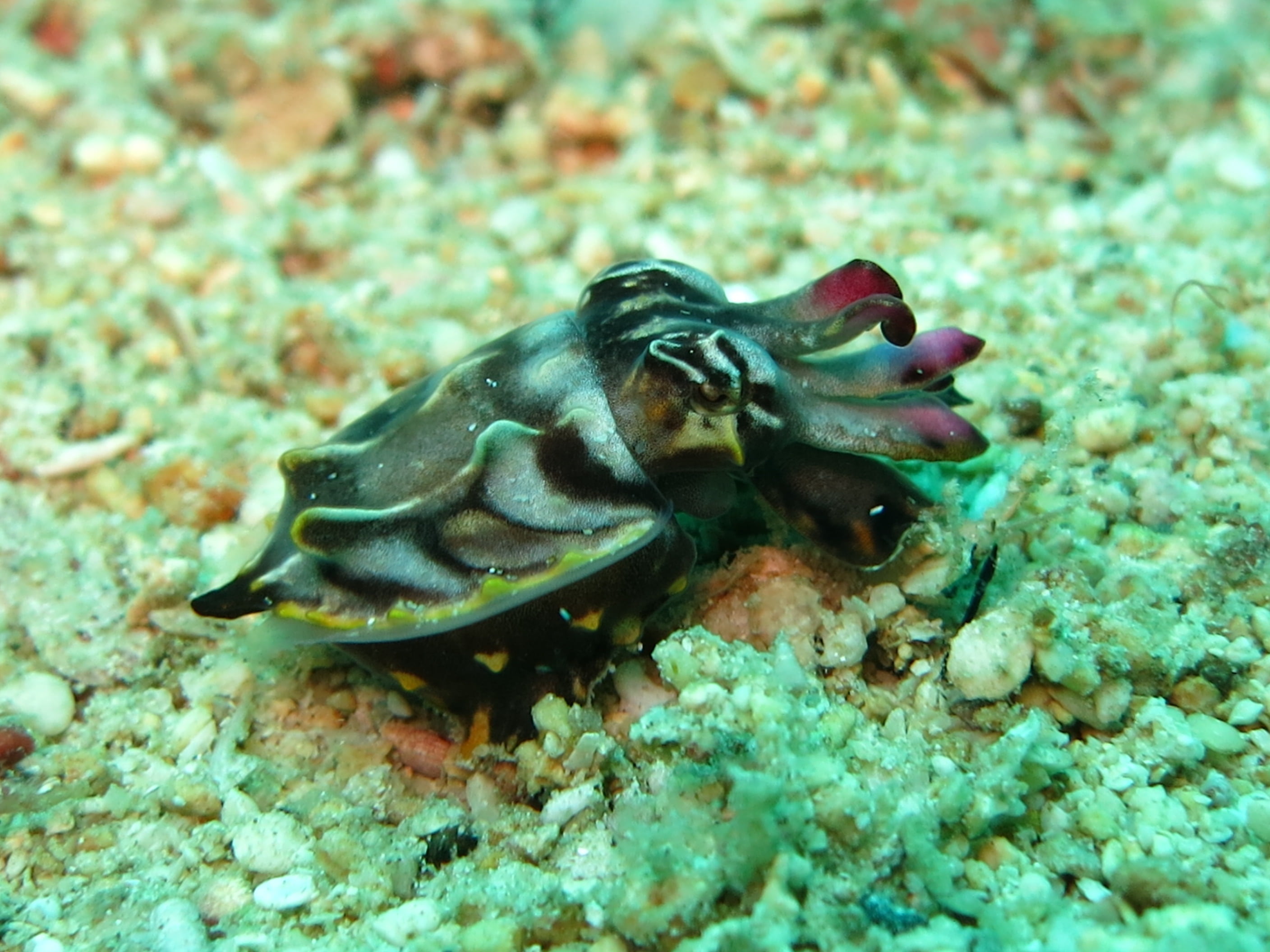 wildlife, no people, marine, undersea, one animal, cephalopoda, sea life, swimming, animal, cephalopod, water, aquatic, flamboyant, cuttle, underwater, HD Wallpaper