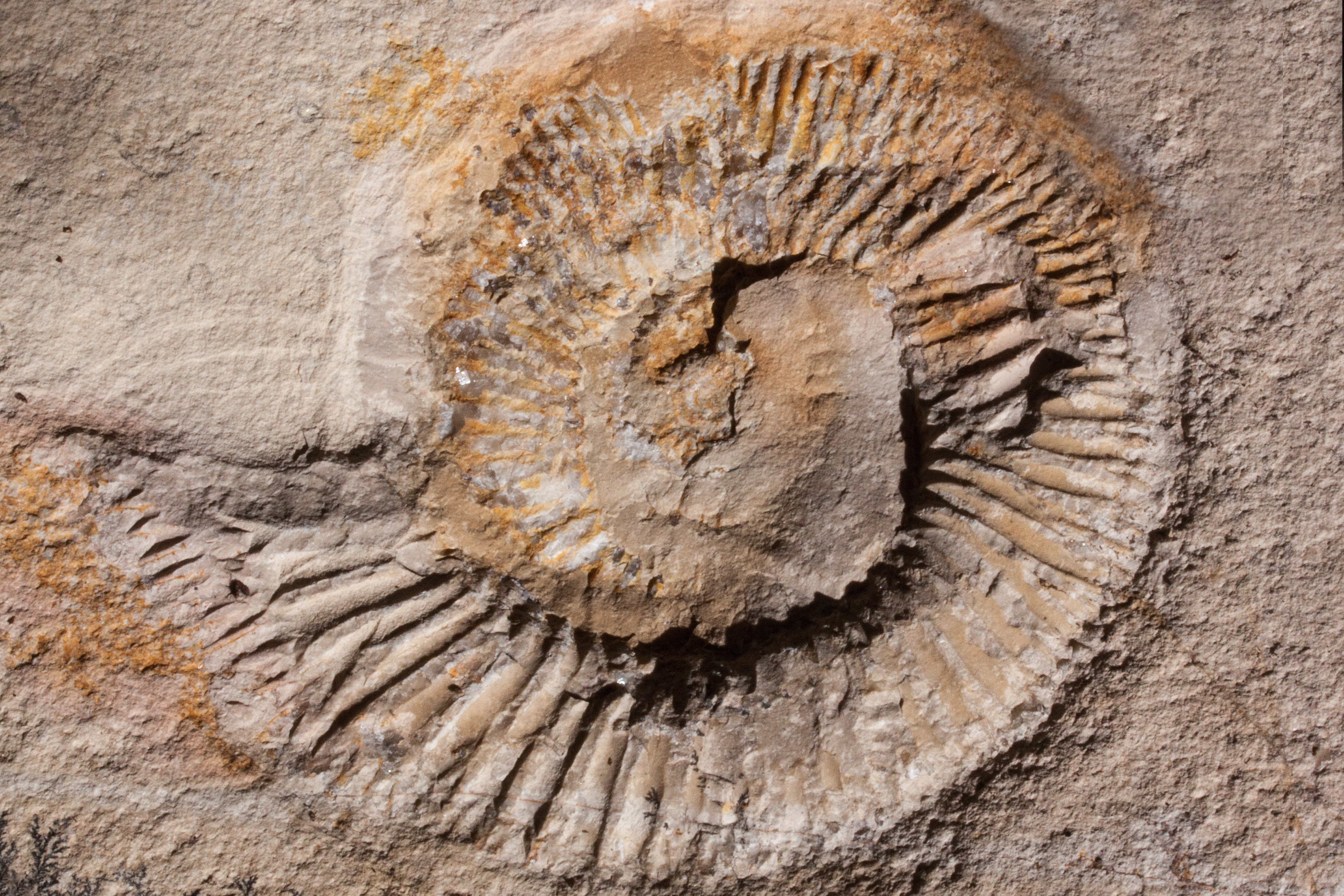 Extinct, middle franconia, nature, sand, wood - material, lower devonian, brown, world rank, quarry, full frame, fossil collectors, animal wildlife, shell, HD Wallpaper