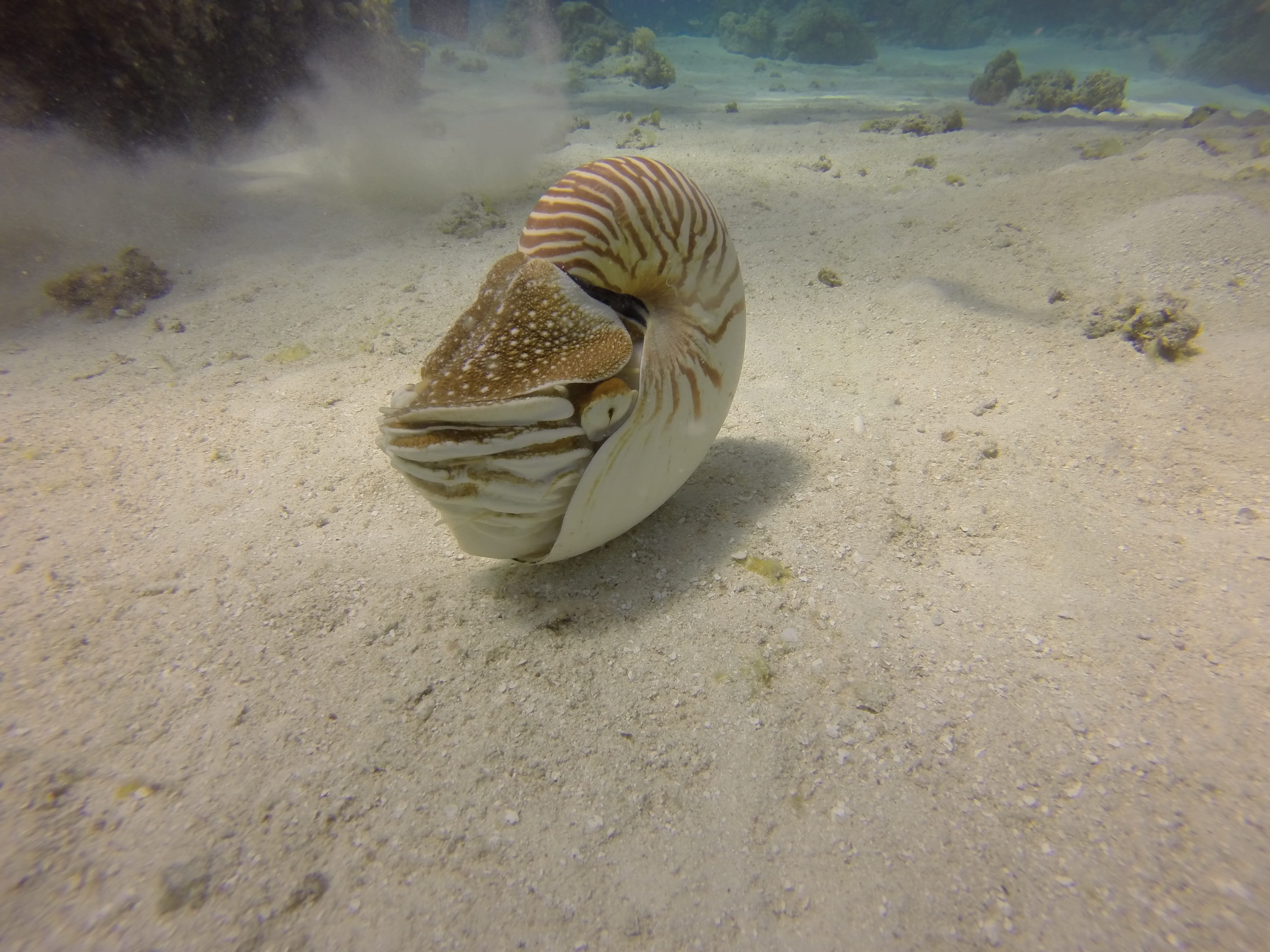 vertebrate, animals in the wild, day, no people, sea, land, marine, seashell, nature, cephalopod, exotic, high angle view, palau, primitive, nautilus, brown, HD Wallpaper