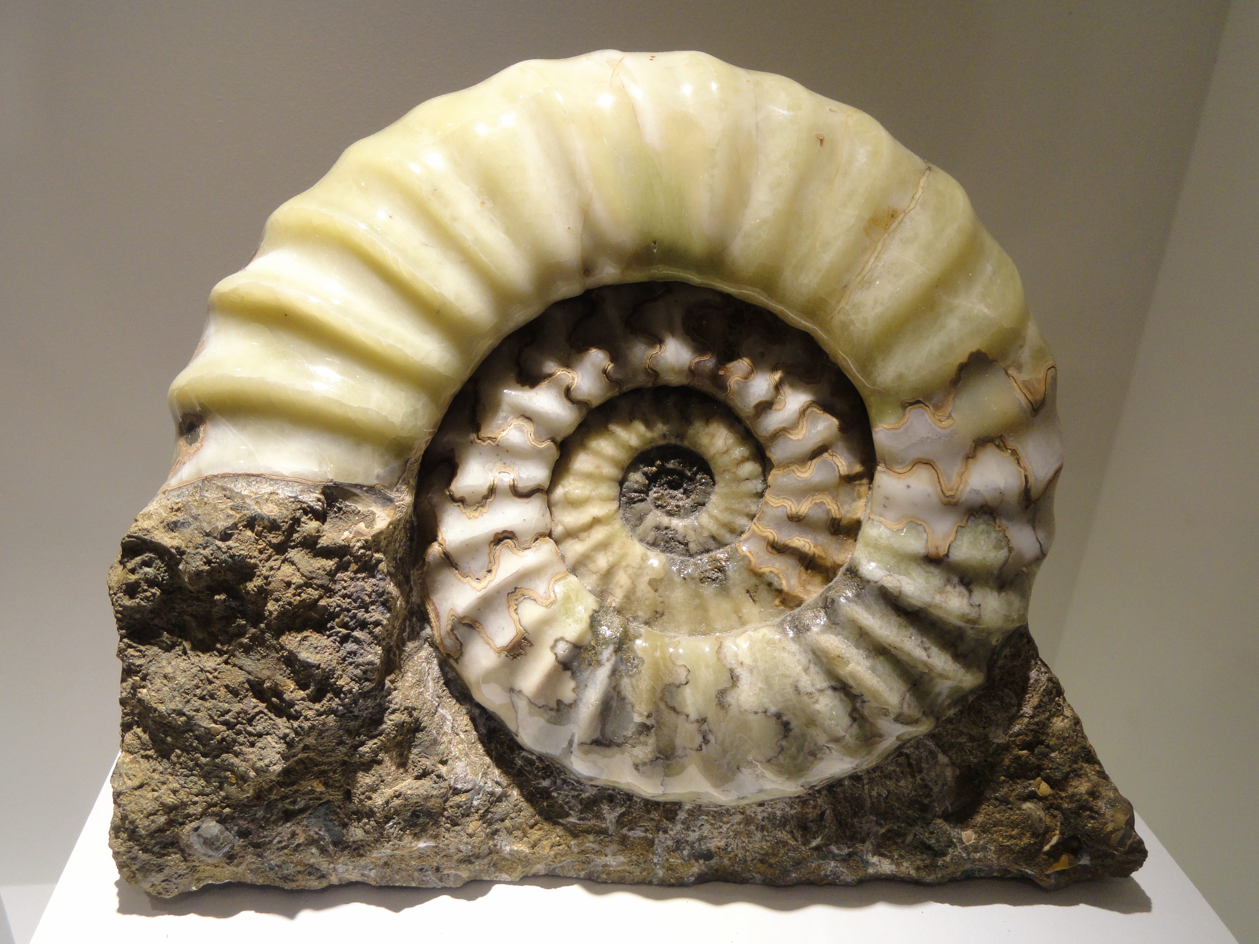 fossil, formation, marine, asteroceras, spiral, nature, no people, cephalopod, shell, ammonite, beauty in nature, directly above, natural pattern, early, HD Wallpaper
