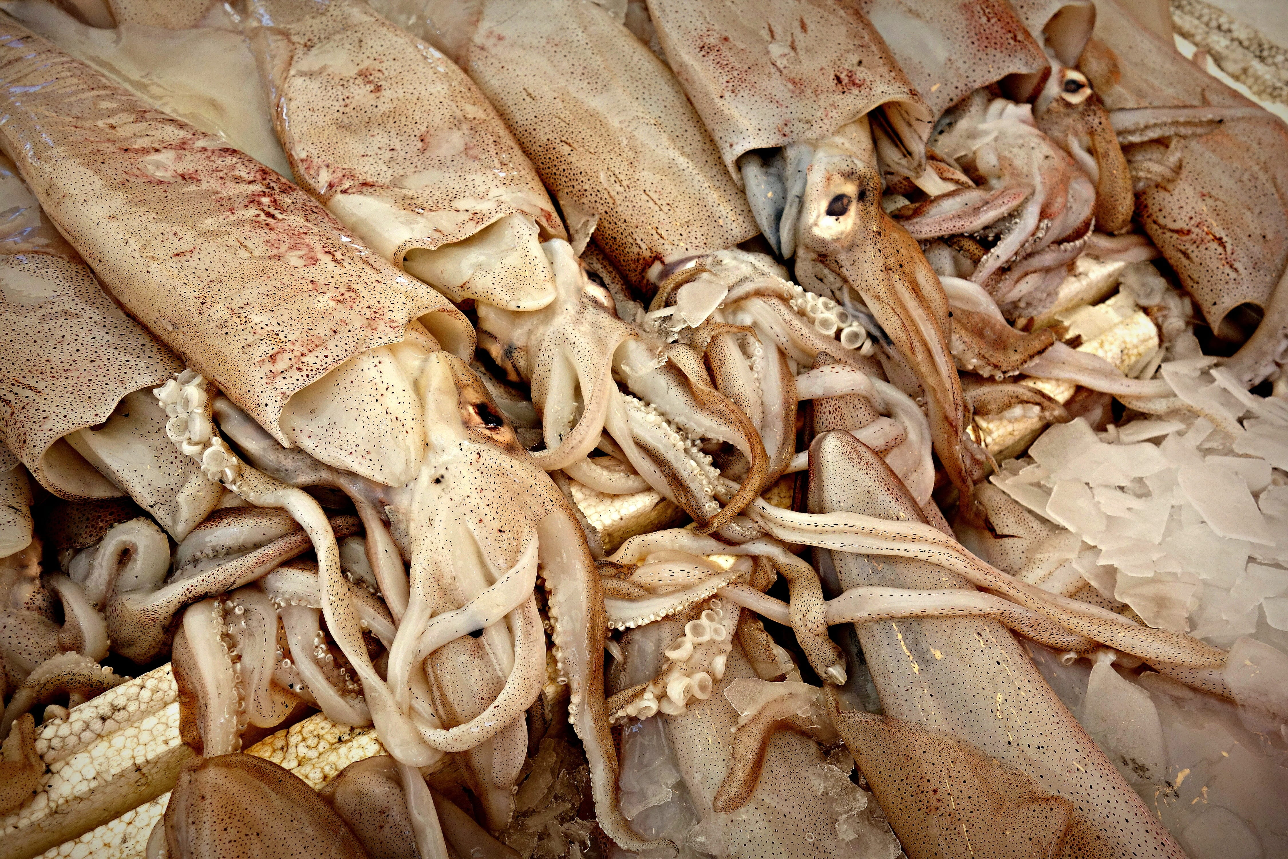 octopus, no people, fresh, abundance, 4K, day, food, healthy eating, business finance and industry, food and drink, large group of objects, eating, consumerism, HD Wallpaper
