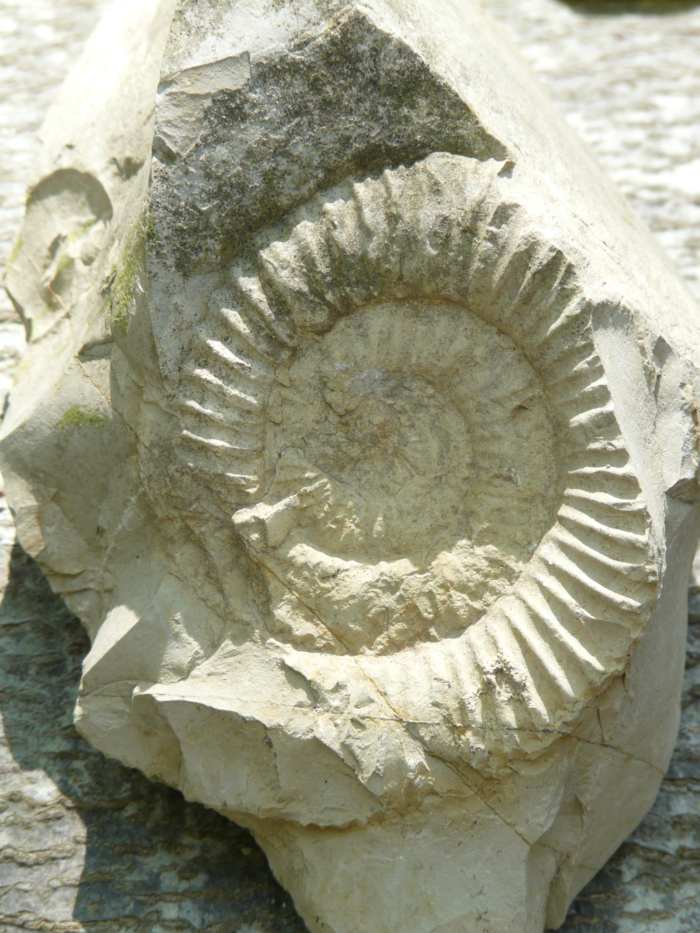 carving - craft product, day, sculpture, nature, swabian alb, art and craft, history, outdoors, close-up, no people, limestone, petrification, the past, Phone HD Wallpaper