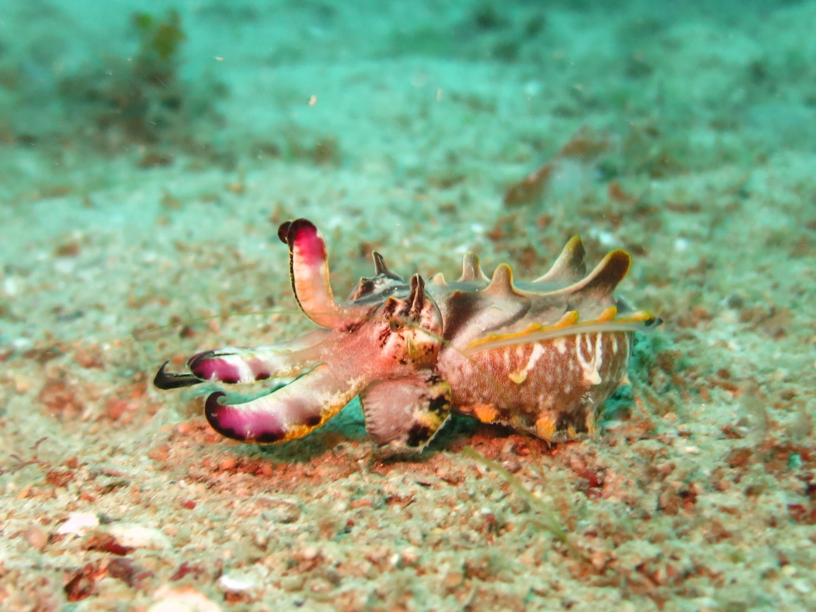 wildlife, one animal, colorful, cuttlefish, life, scuba, 2K, reef, undersea, tropical, land, crab, diving, philippines, selective focus, animals in the wild, HD Wallpaper