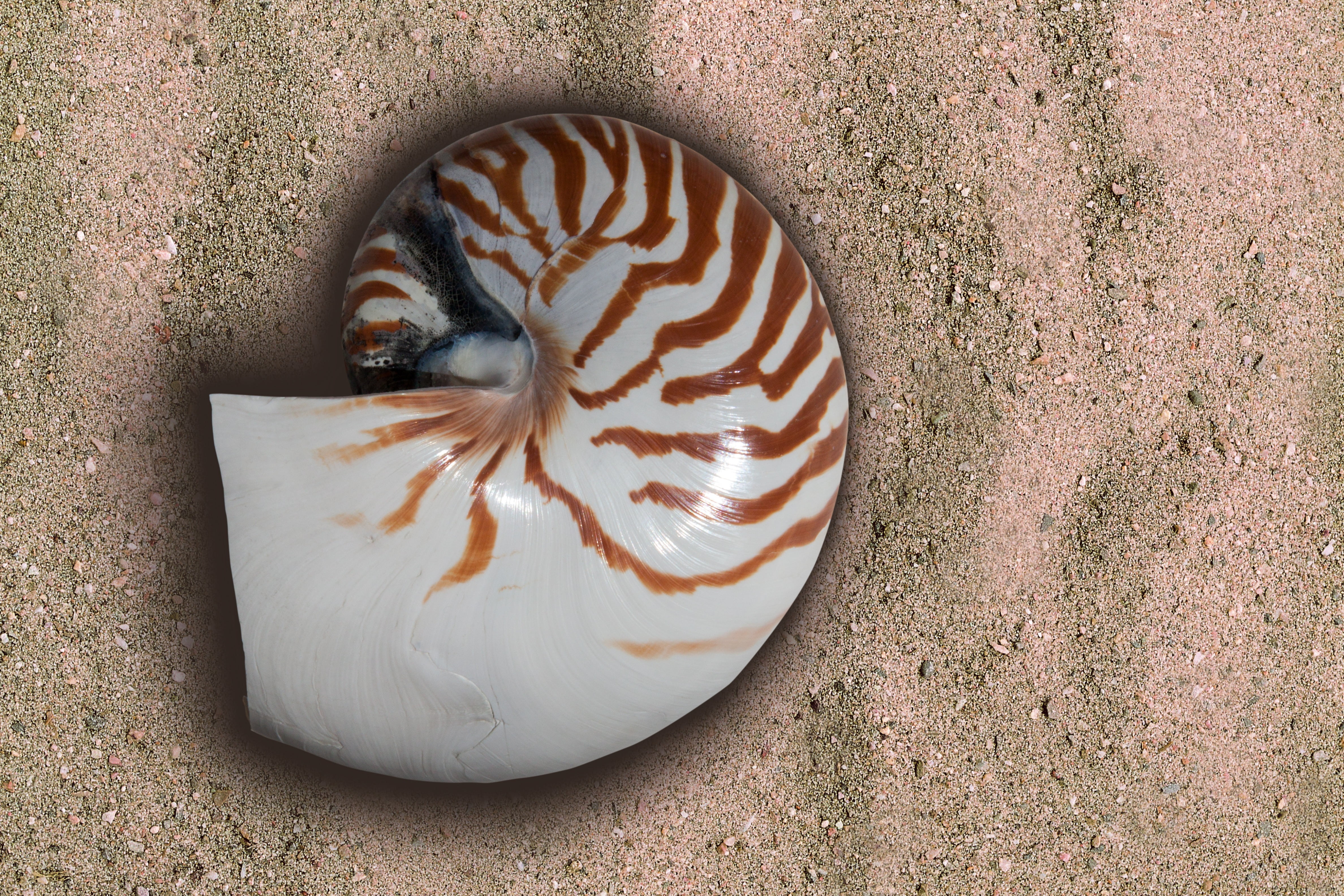 animal themes, relaxation, vertebrate, close-up, land, day, nature, macro, no people, high angle view, sand, 4K, nautilus, pattern, natural pattern, animals in the wild, HD Wallpaper