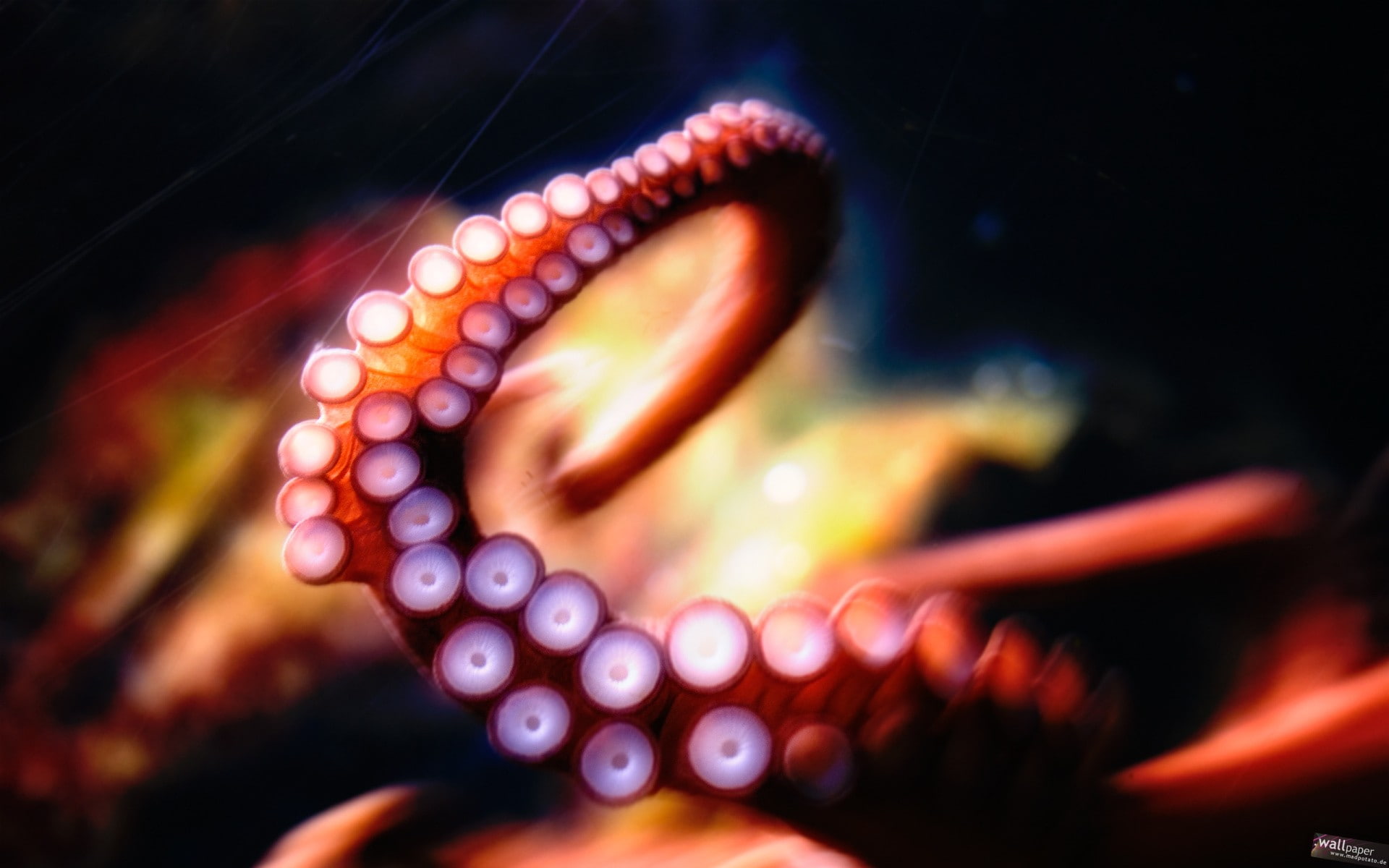 1080P, tentacles, octopus, HD Wallpaper
