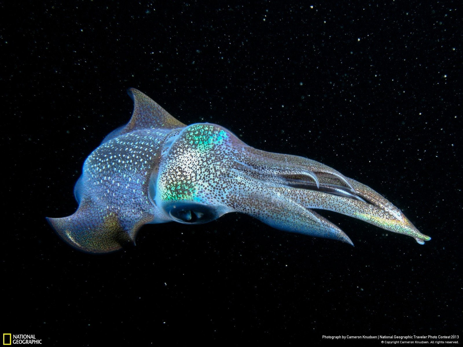 animal wildlife, ocean, sea, close-up, no people, Squid, aquarium, beauty in nature, sealife, nature, animals in the wild, fish, one animal, animal themes, HD Wallpaper