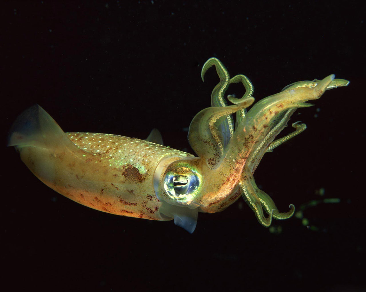 720P, brown, squid, hd, animals, HD Wallpaper