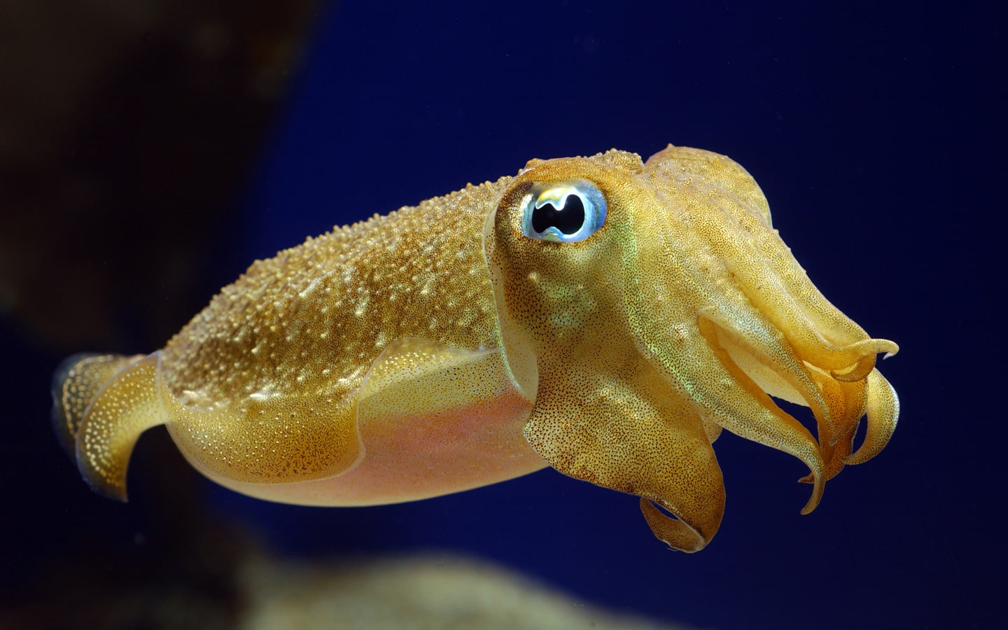 squid, fish, animals, 720P, hd, yellow, HD Wallpaper