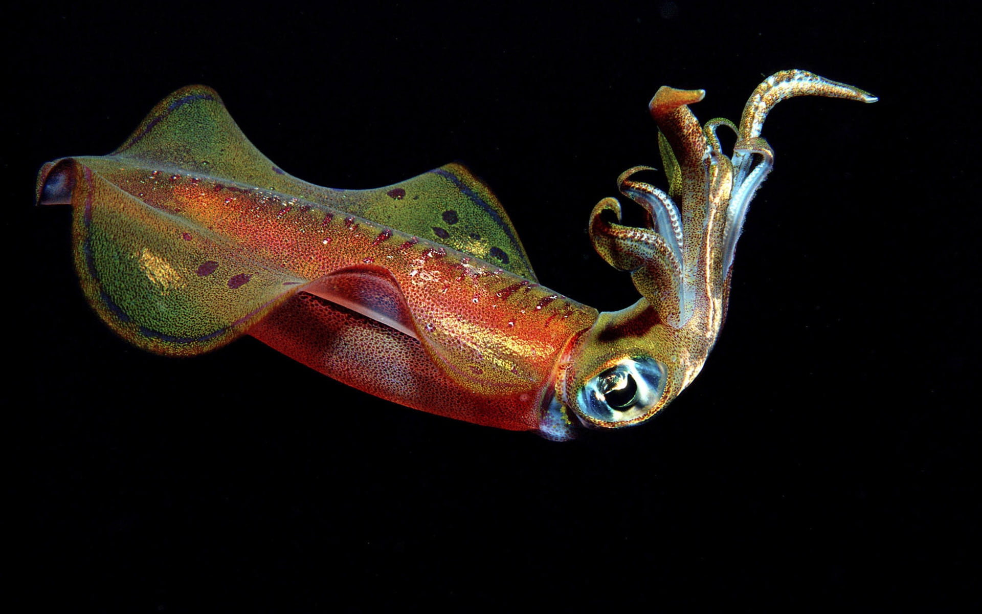swim, 1080P, swimming Animal, animals in the wild, red, underwater, studio shot, no people, indoors, nature, tropical Climate, multicolored, squid, animal themes, HD Wallpaper